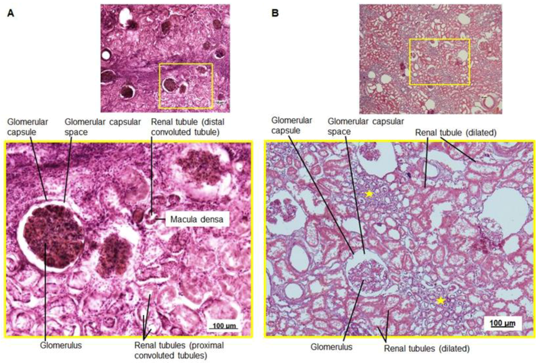 Anatomia 03 00016 g005 Anatomia 03 00016 g005