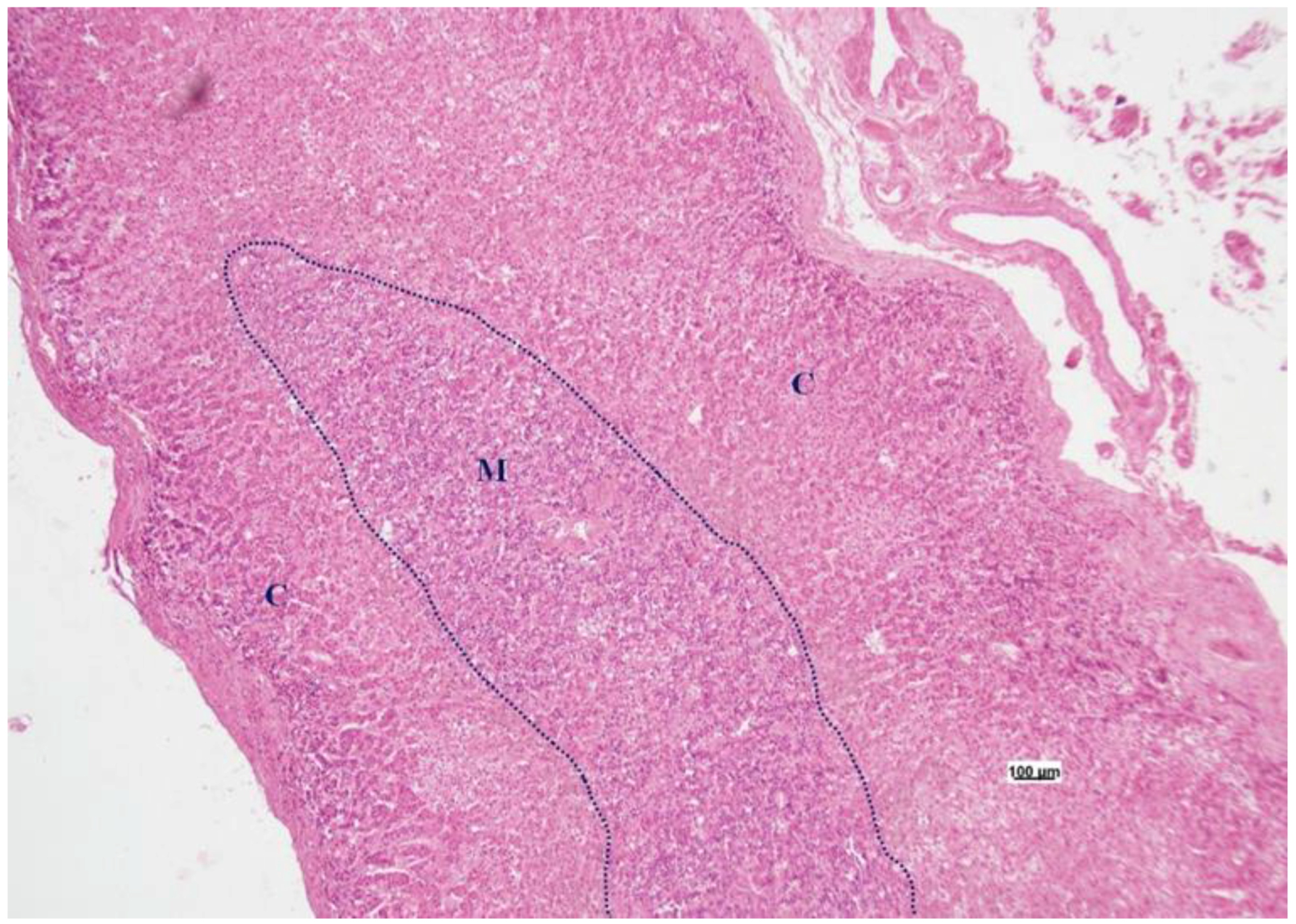 Anatomia 03 00016 g006 Anatomia 03 00016 g006