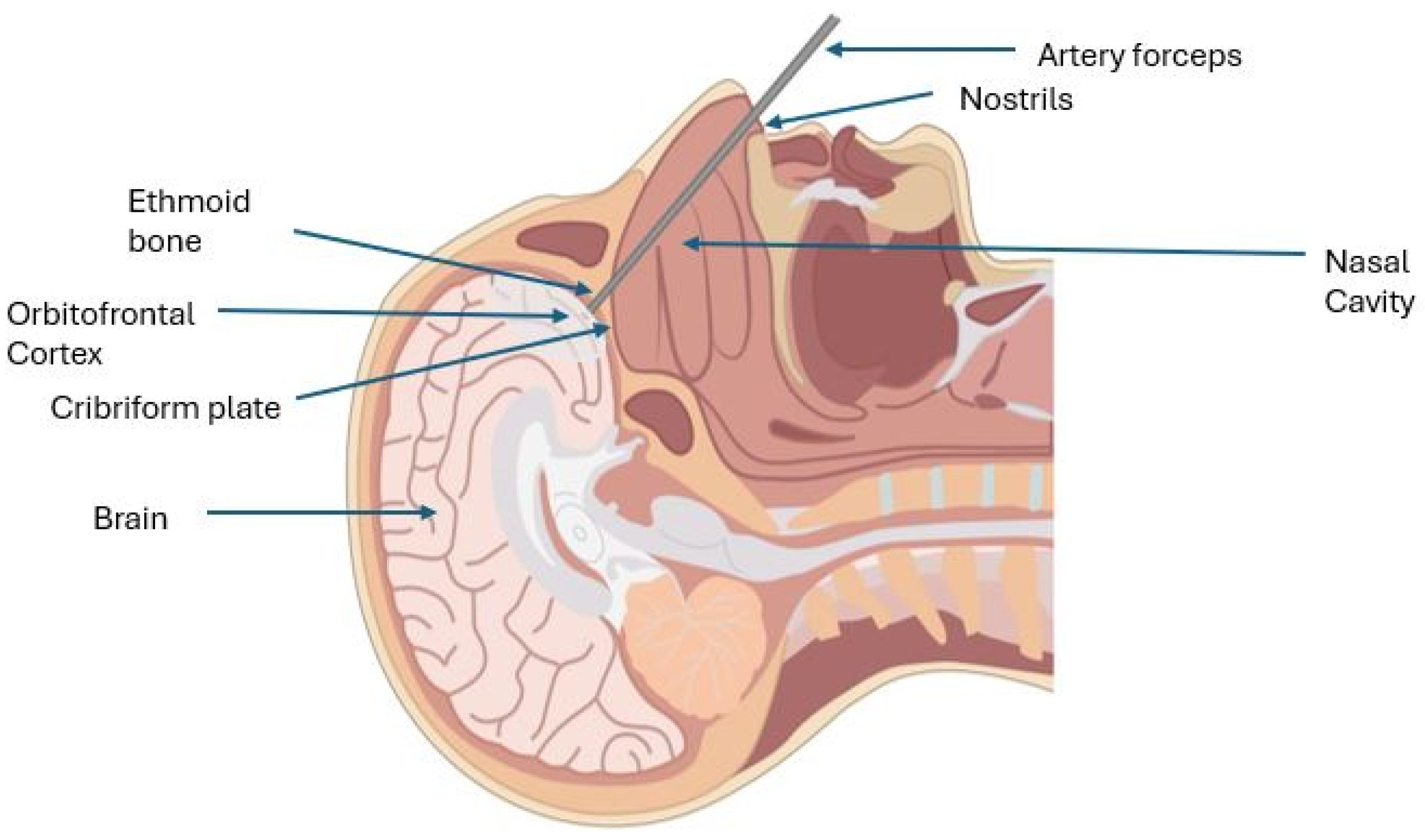 Anatomia 03 00018 g001