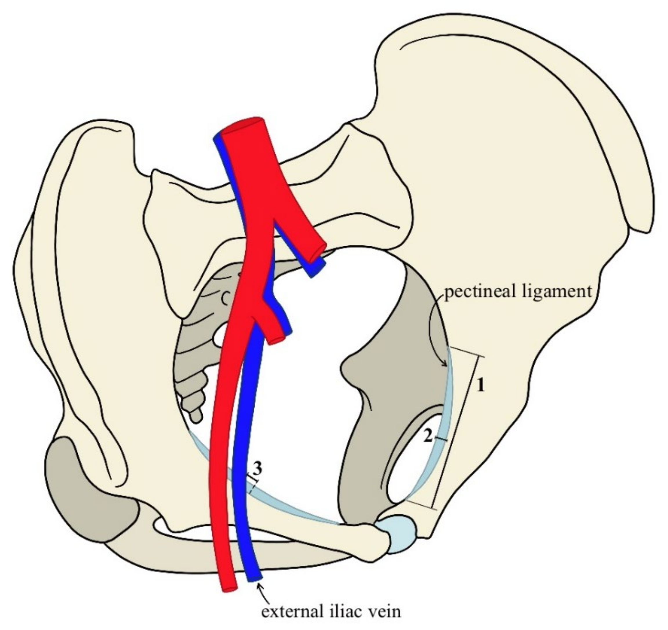 Anatomia 03 00020 g001