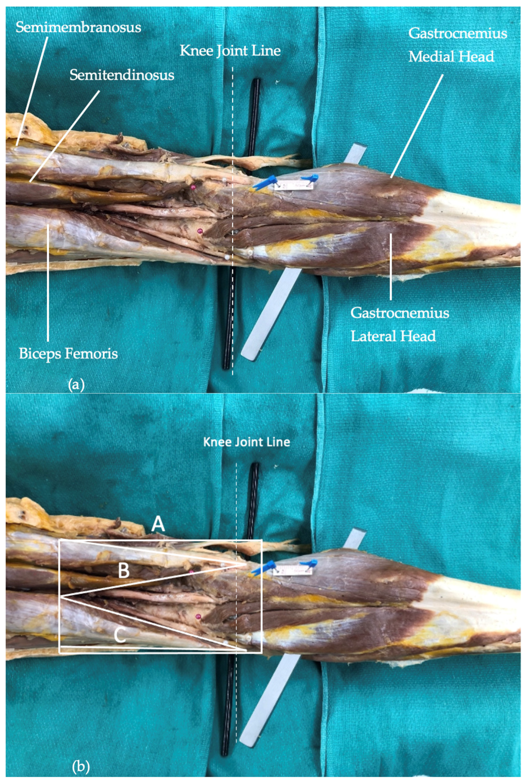 Anatomia 03 00021 g001a Anatomia 03 00021 g001a