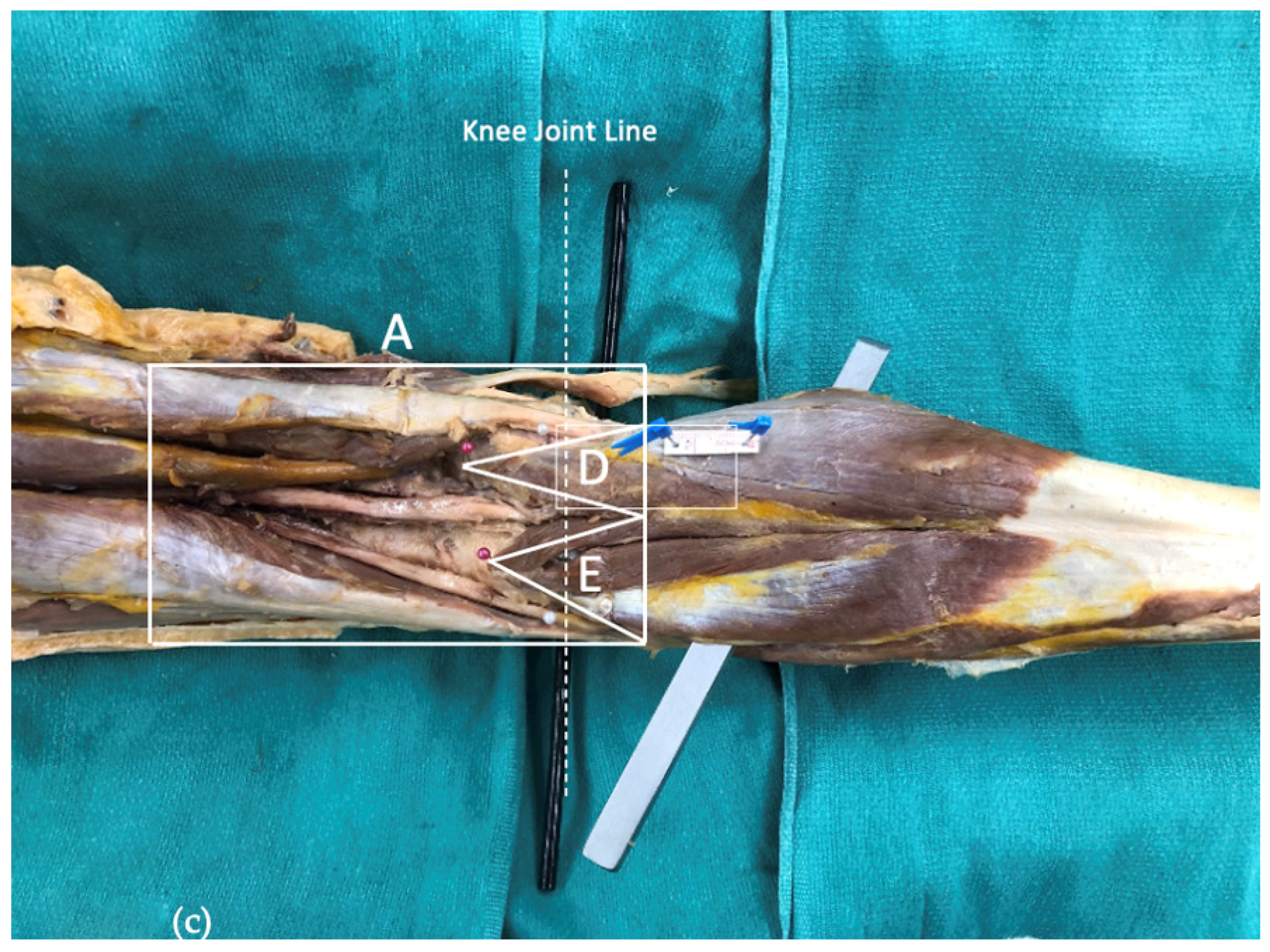 Anatomia 03 00021 g001b Anatomia 03 00021 g001b