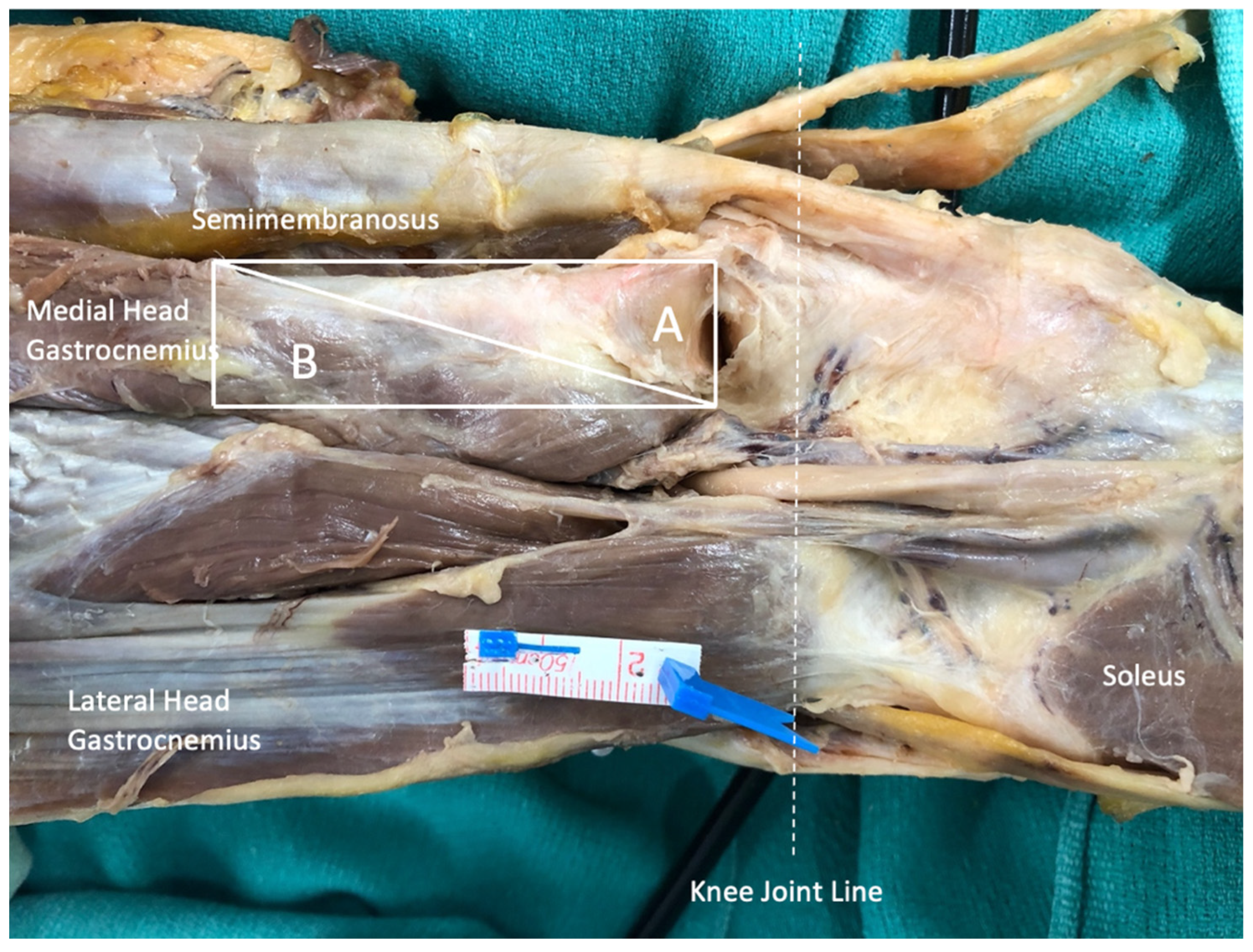 Anatomia 03 00021 g002 Anatomia 03 00021 g002