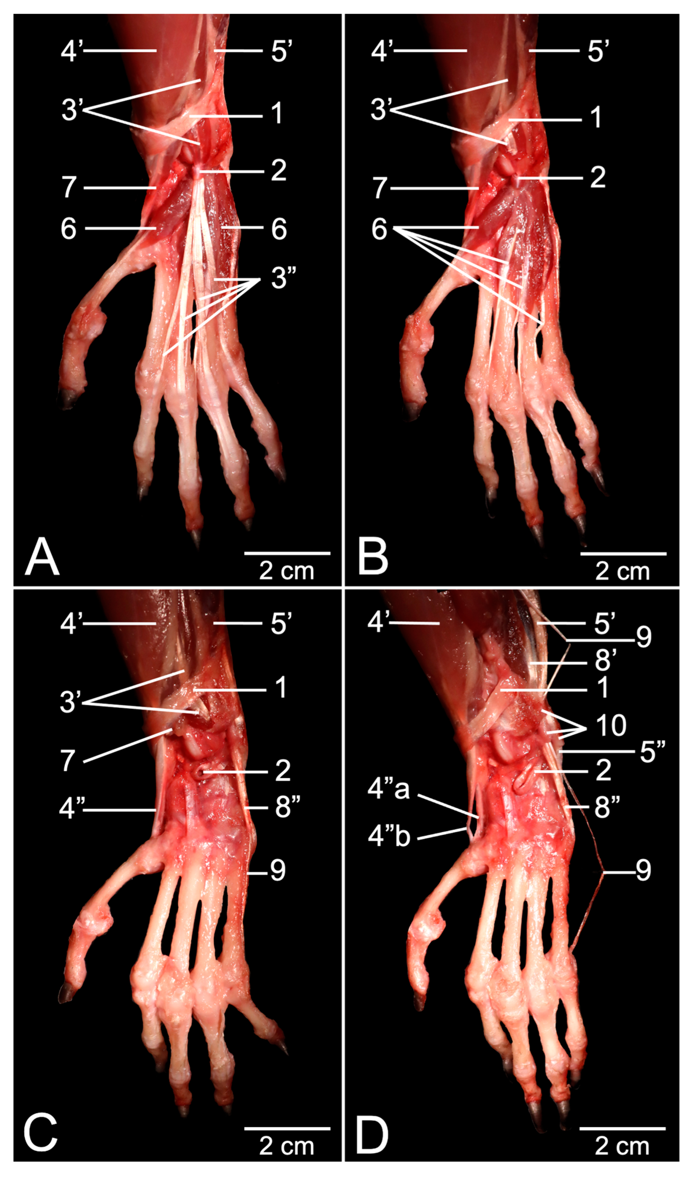 Anatomia 03 00022 g001