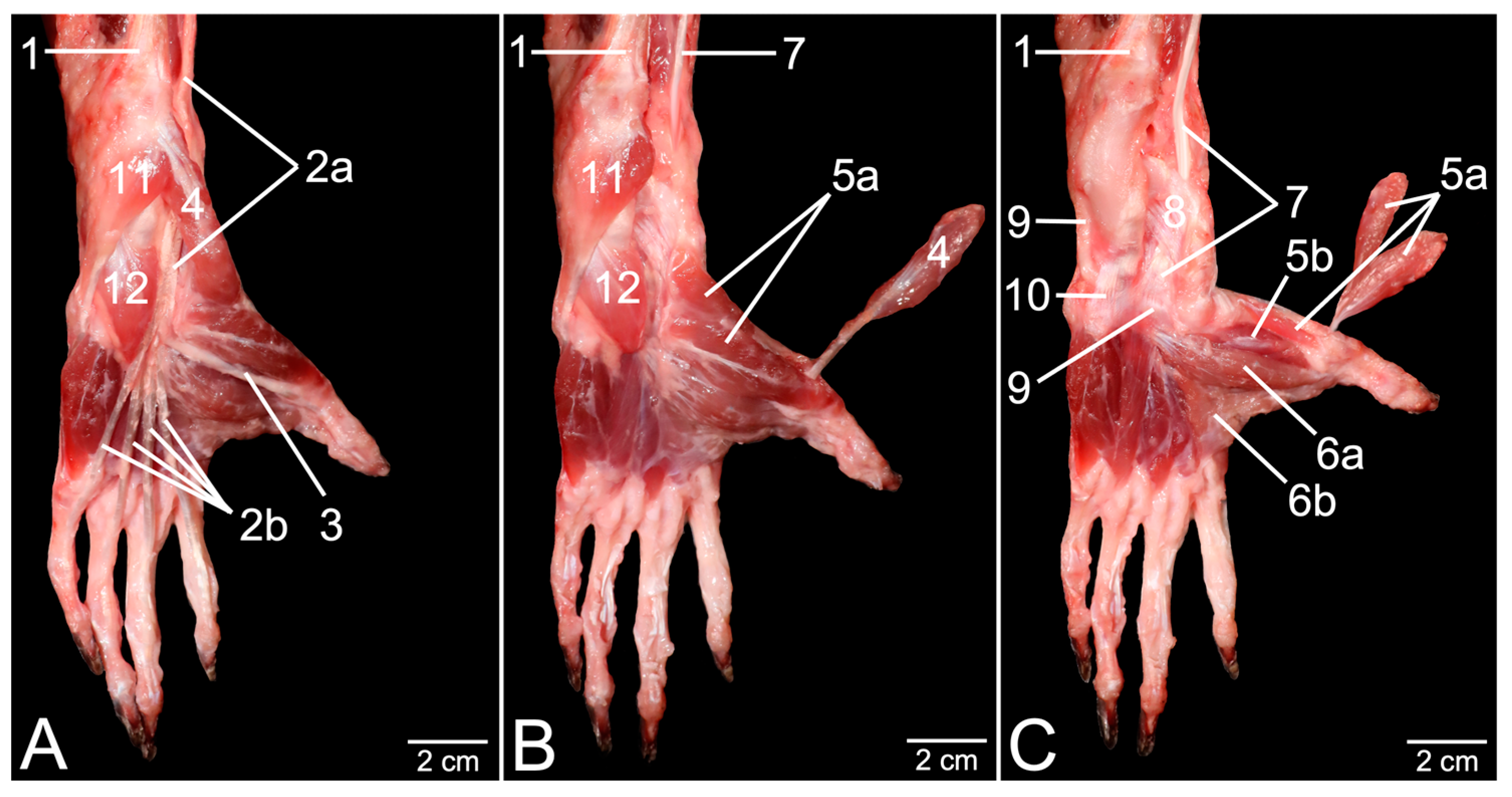 Anatomia 03 00022 g004