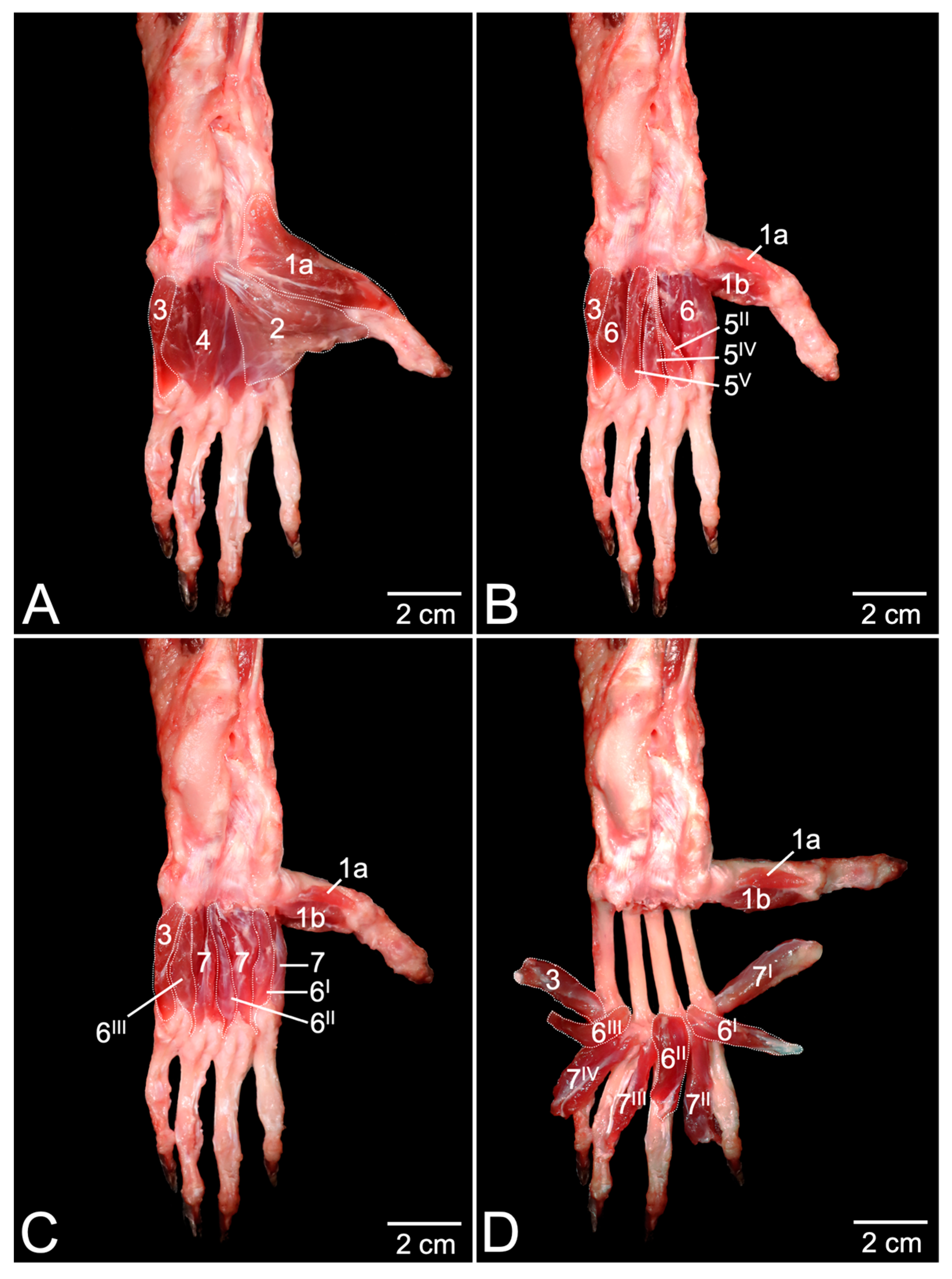 Anatomia 03 00022 g006