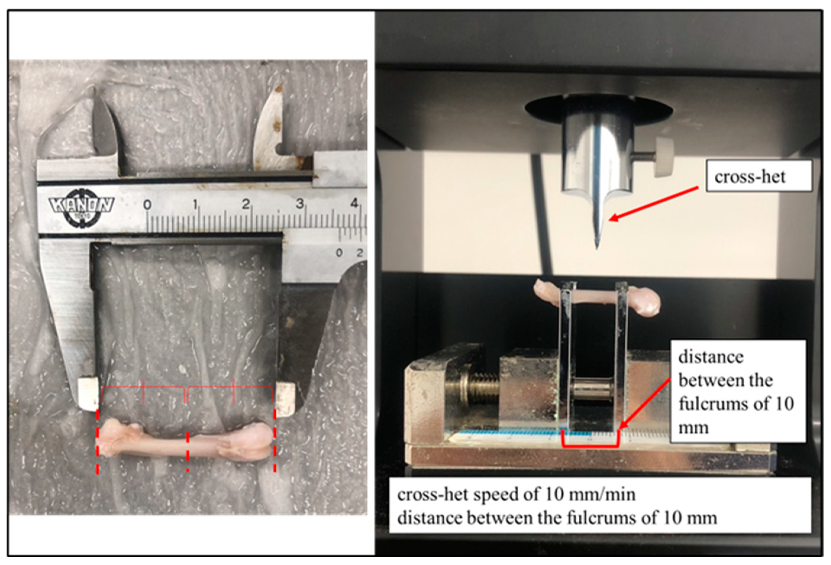 Anatomia 03 00023 g001