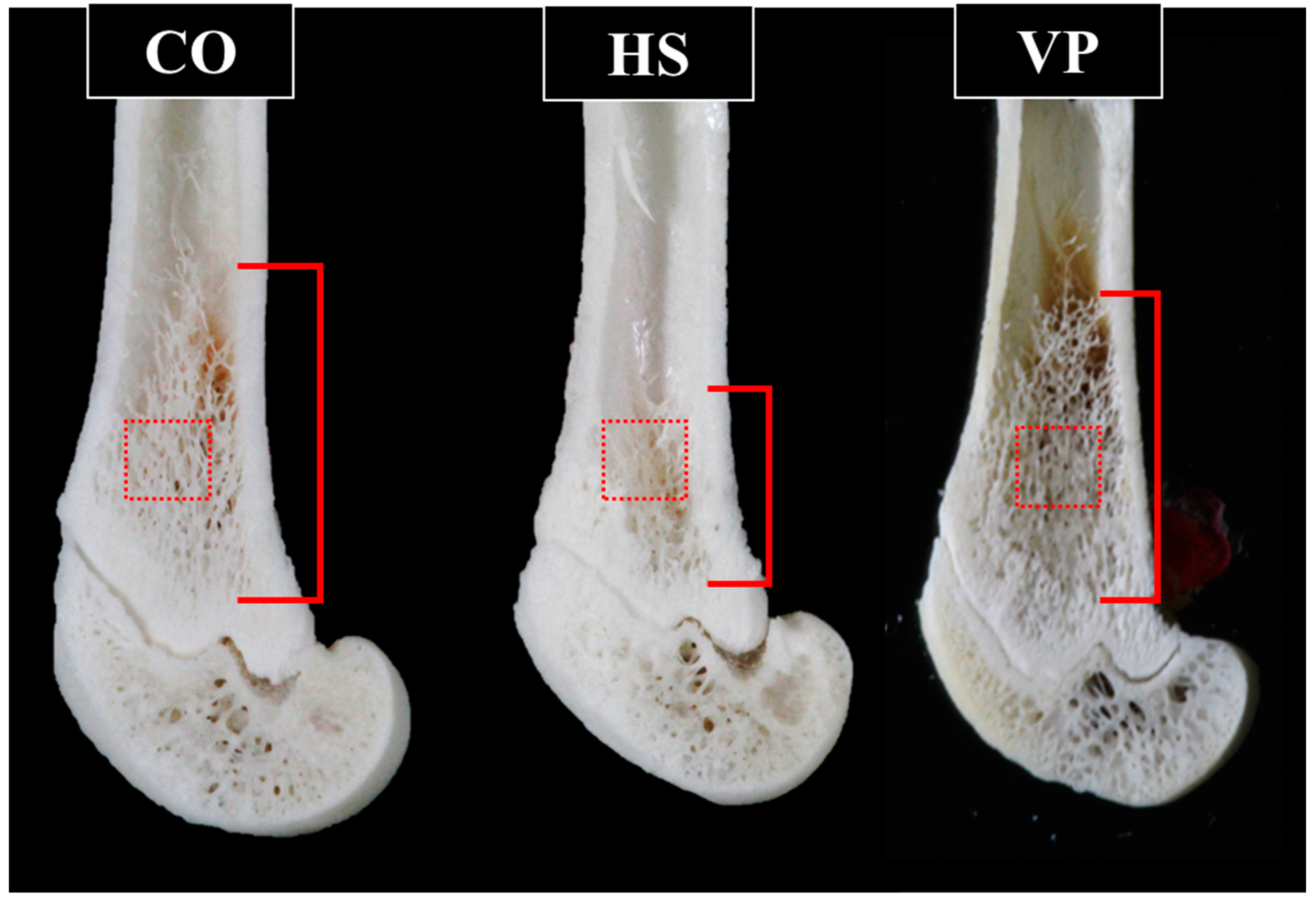 Anatomia 03 00023 g003