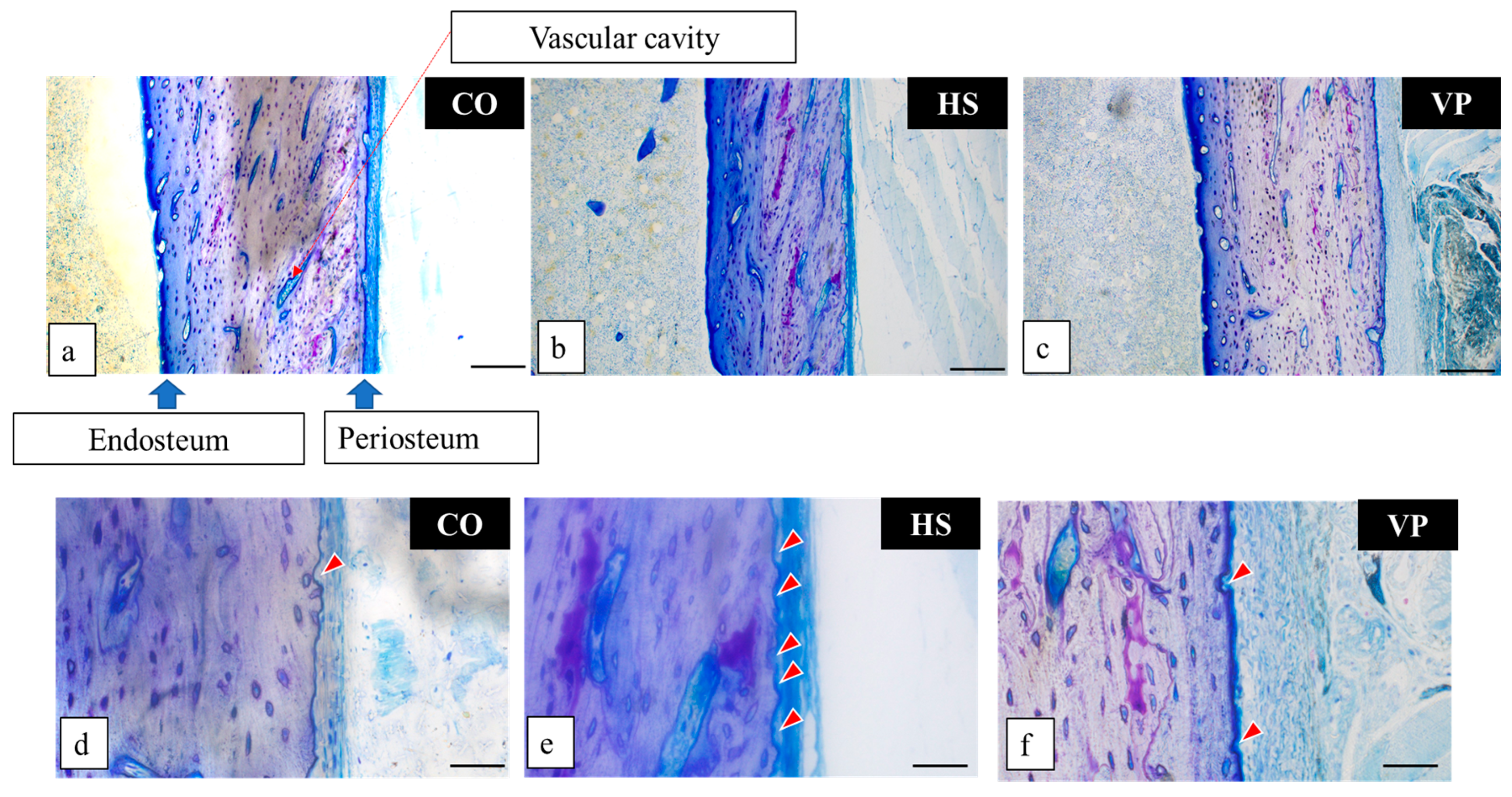 Anatomia 03 00023 g004