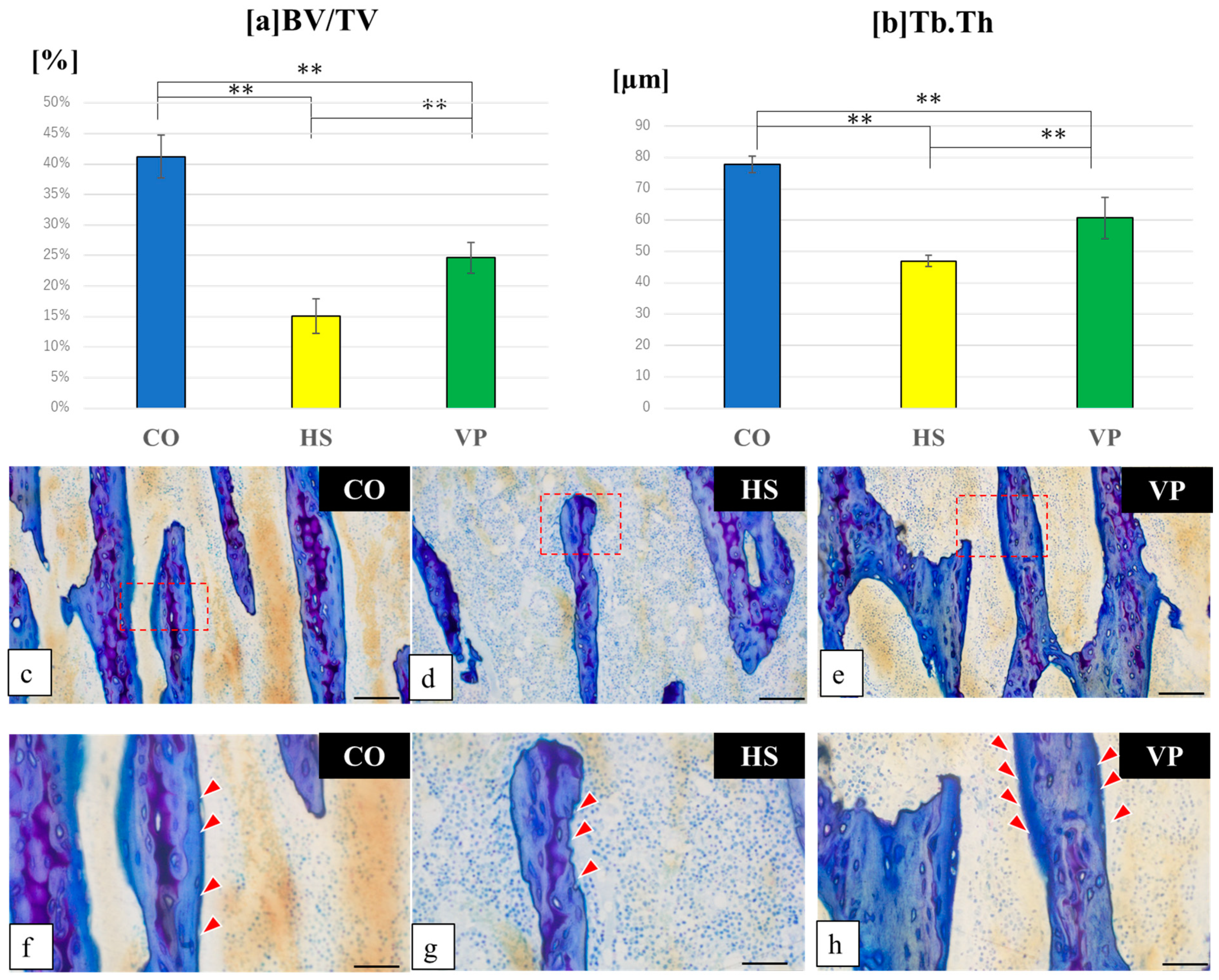 Anatomia 03 00023 g005