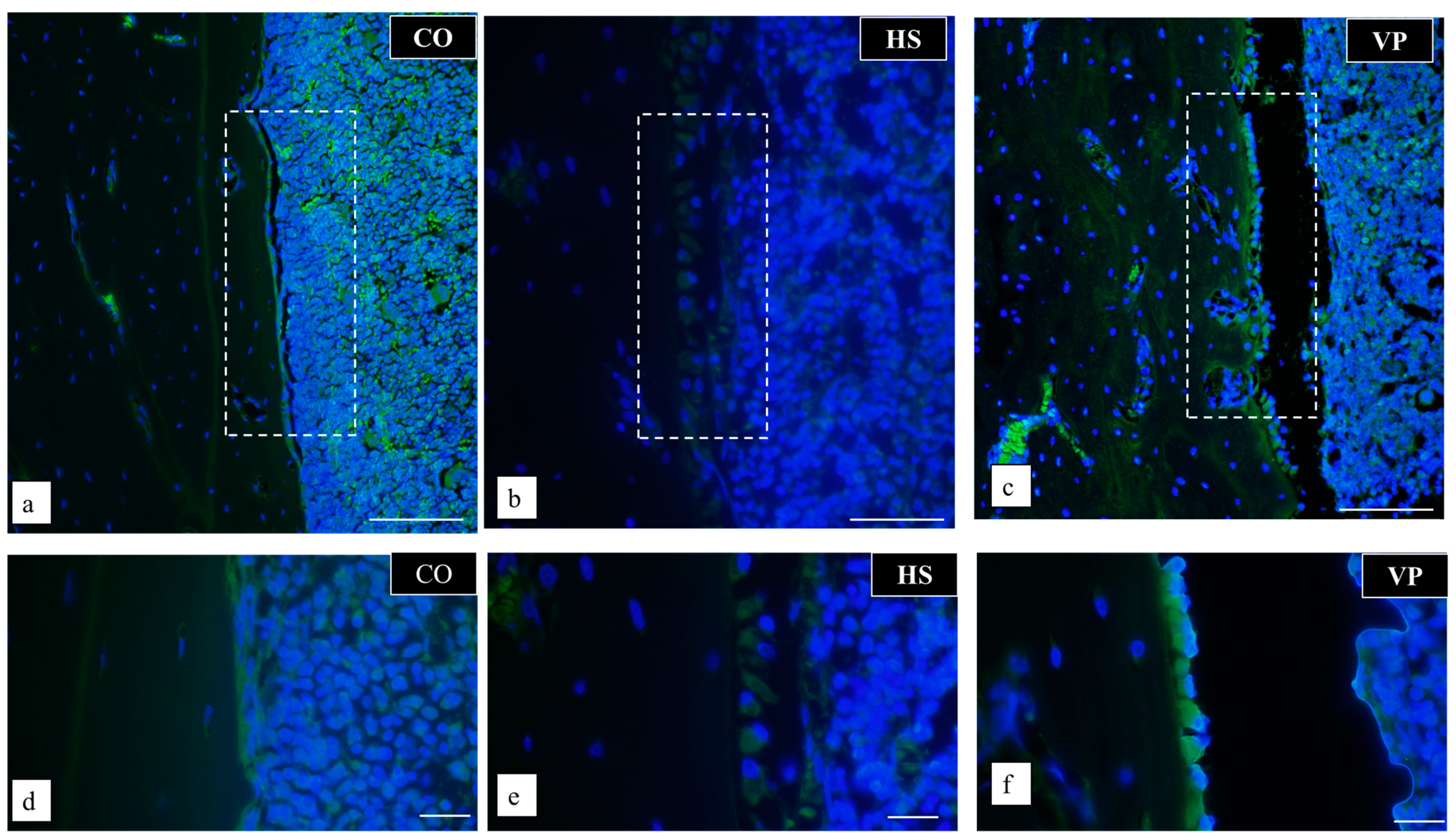 Anatomia 03 00023 g008