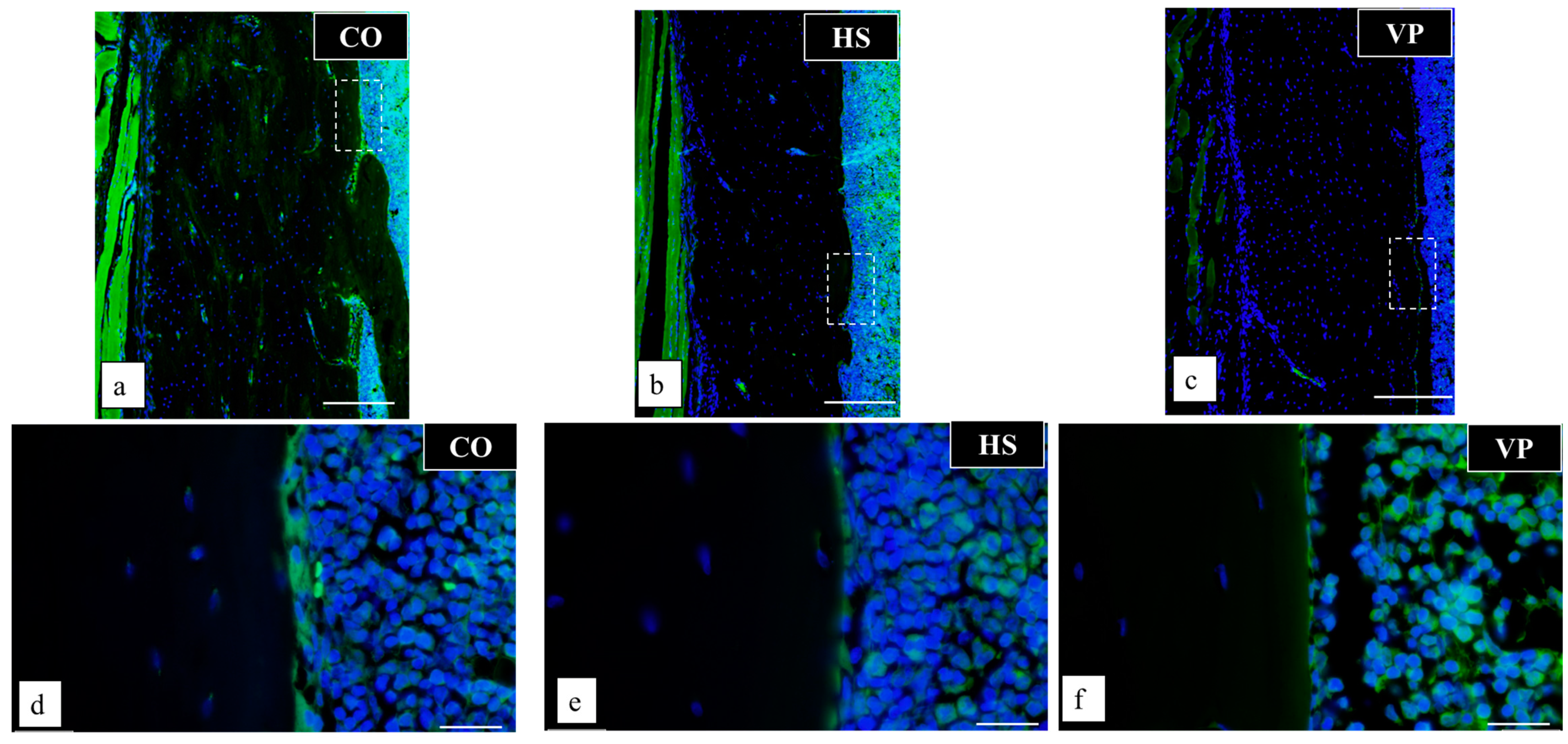 Anatomia 03 00023 g009