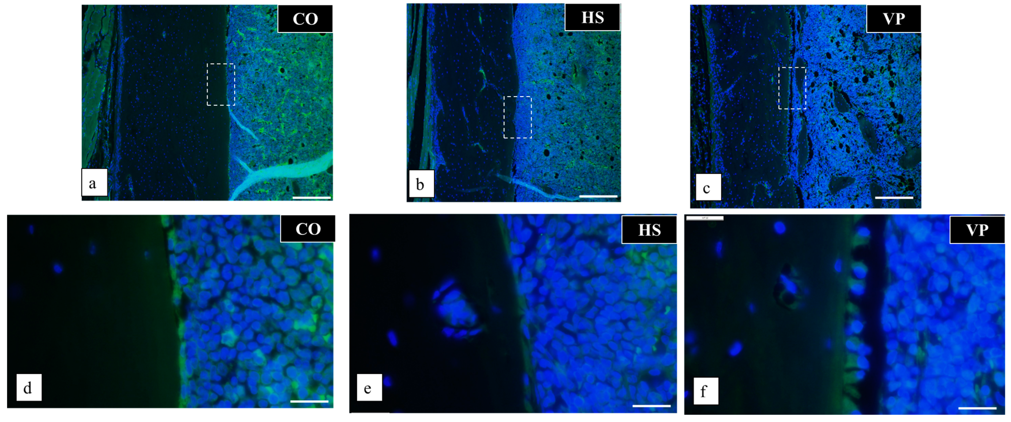 Anatomia 03 00023 g010