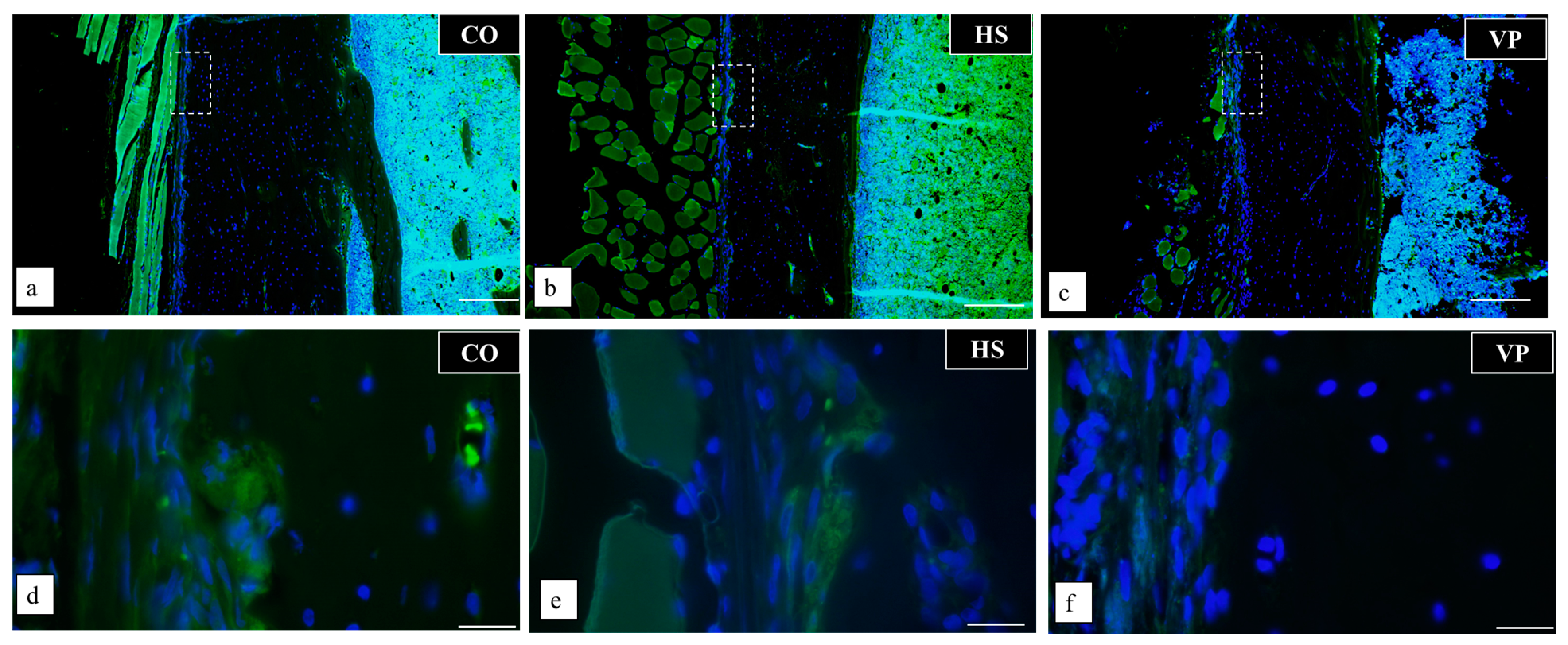 Anatomia 03 00023 g011