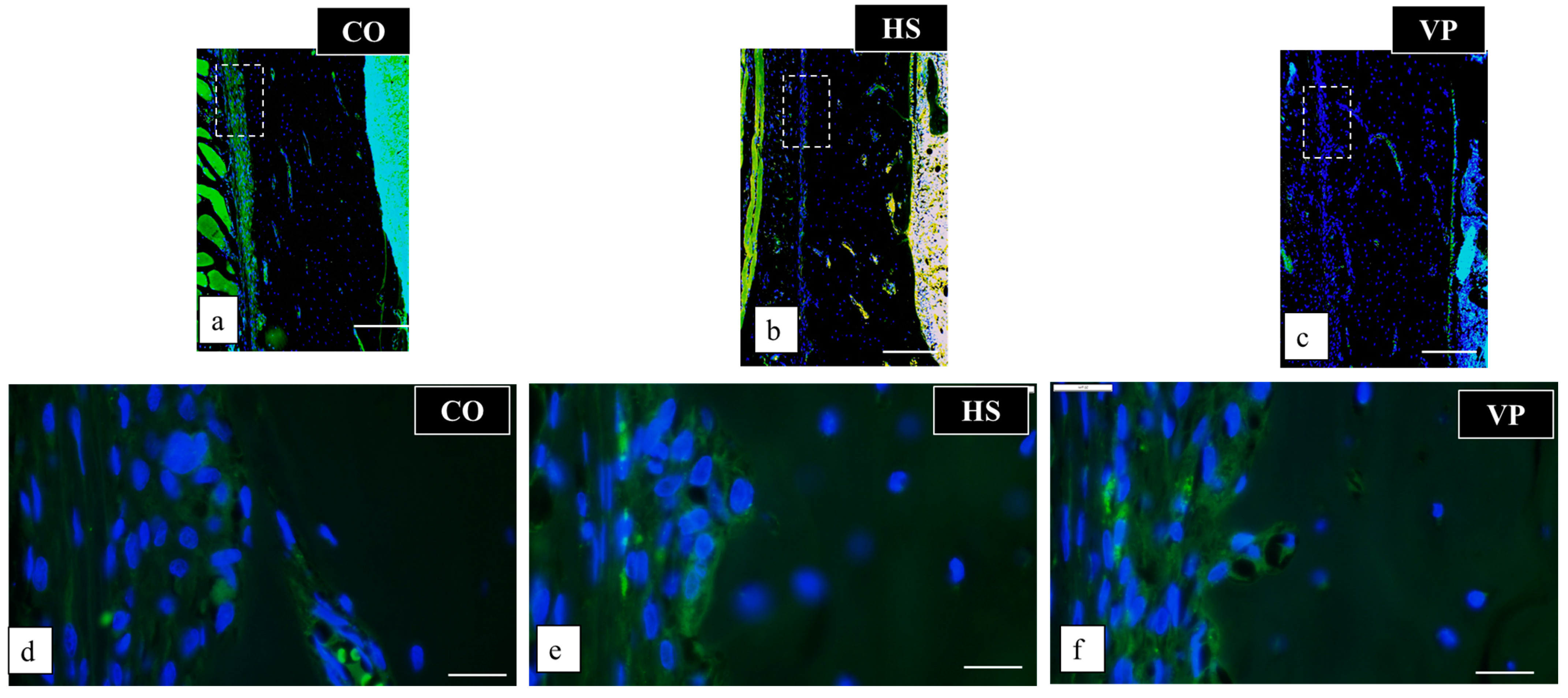 Anatomia 03 00023 g012