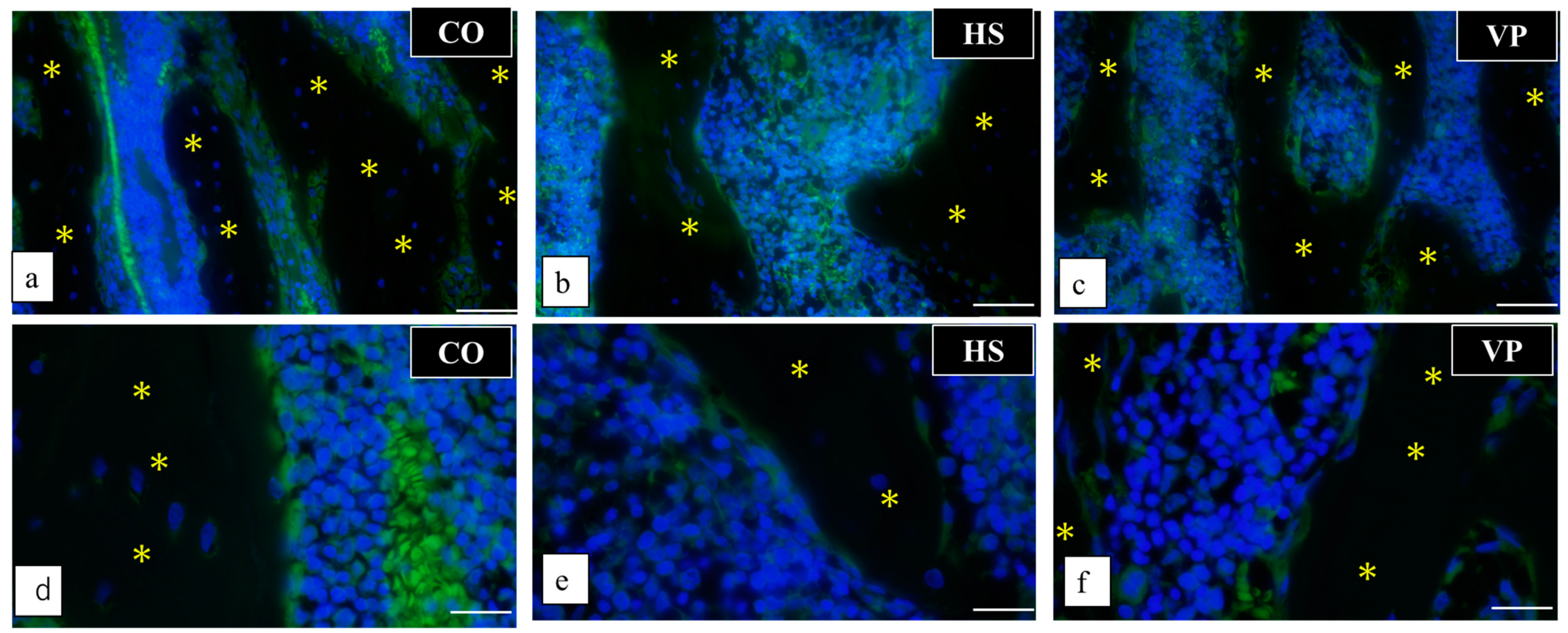 Anatomia 03 00023 g015