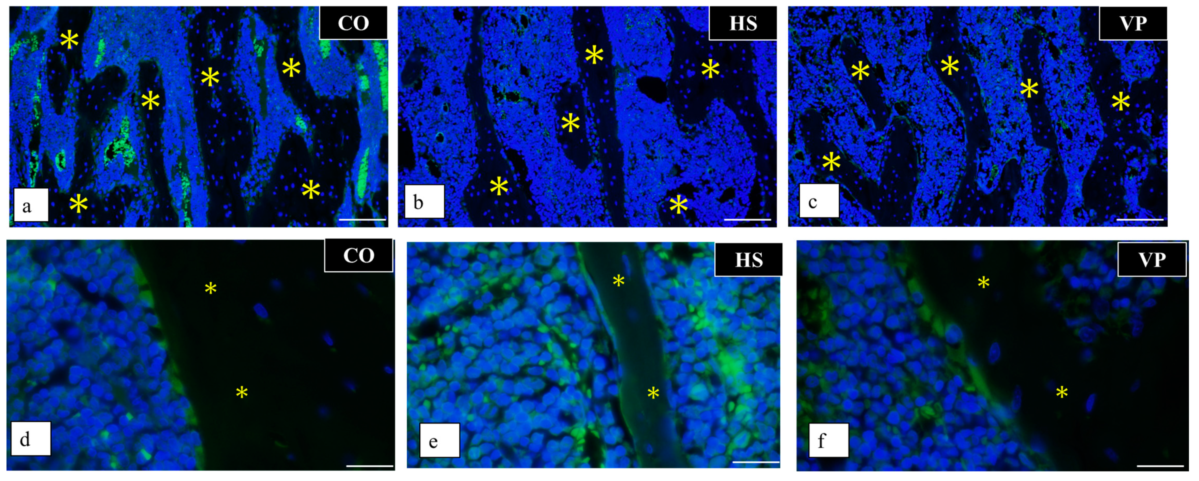 Anatomia 03 00023 g016