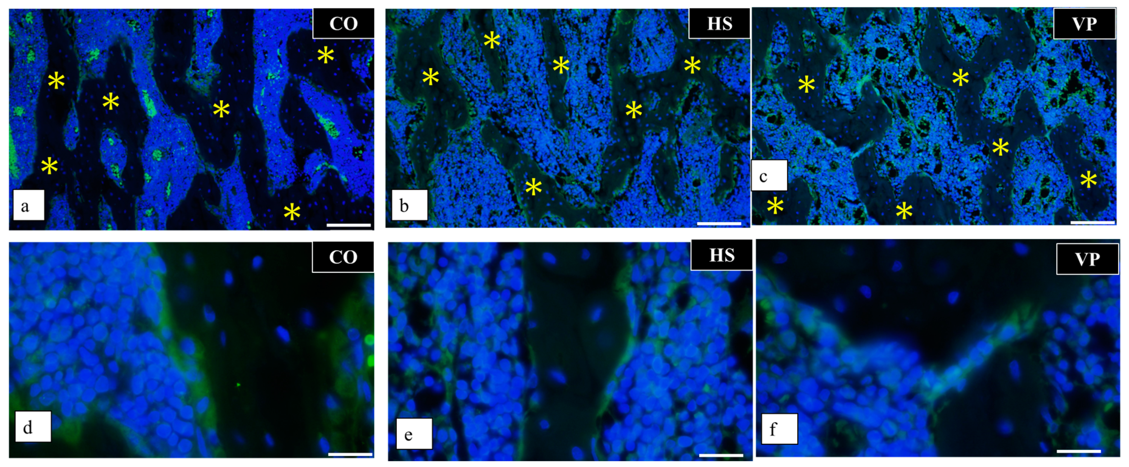 Anatomia 03 00023 g017