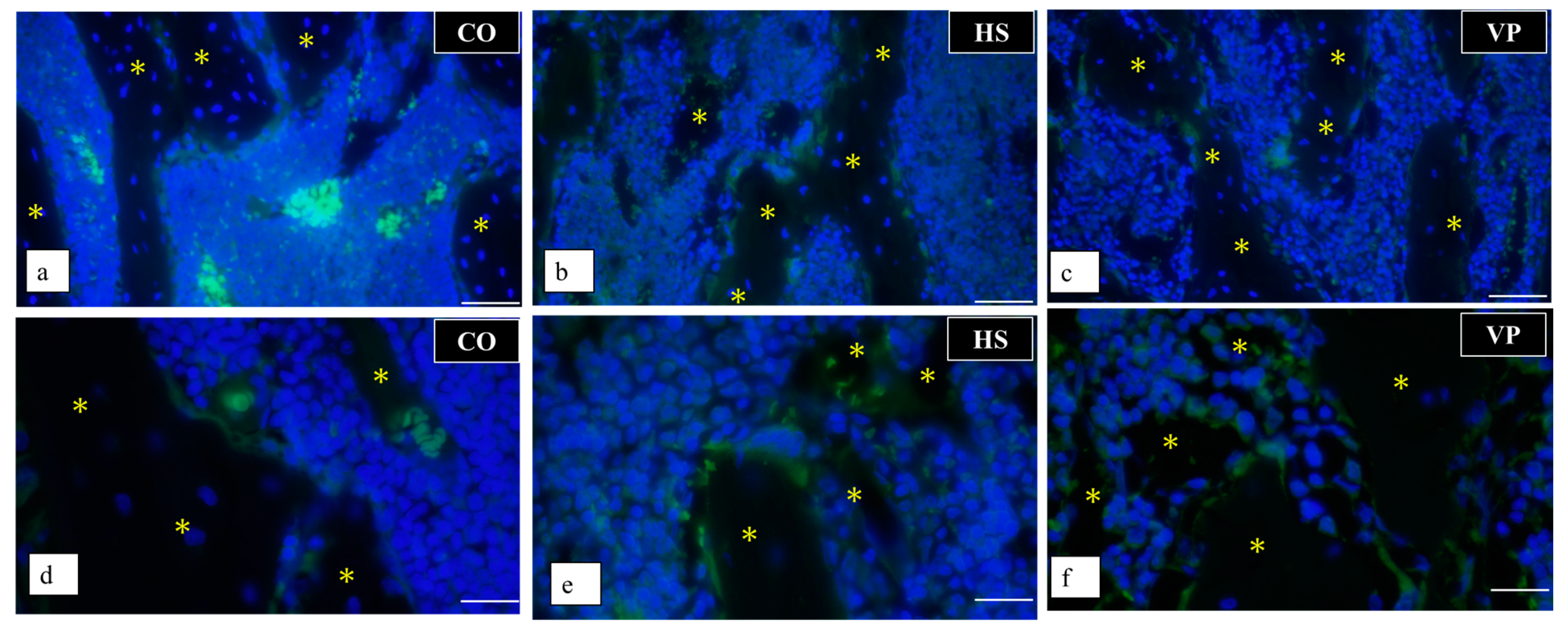 Anatomia 03 00023 g018