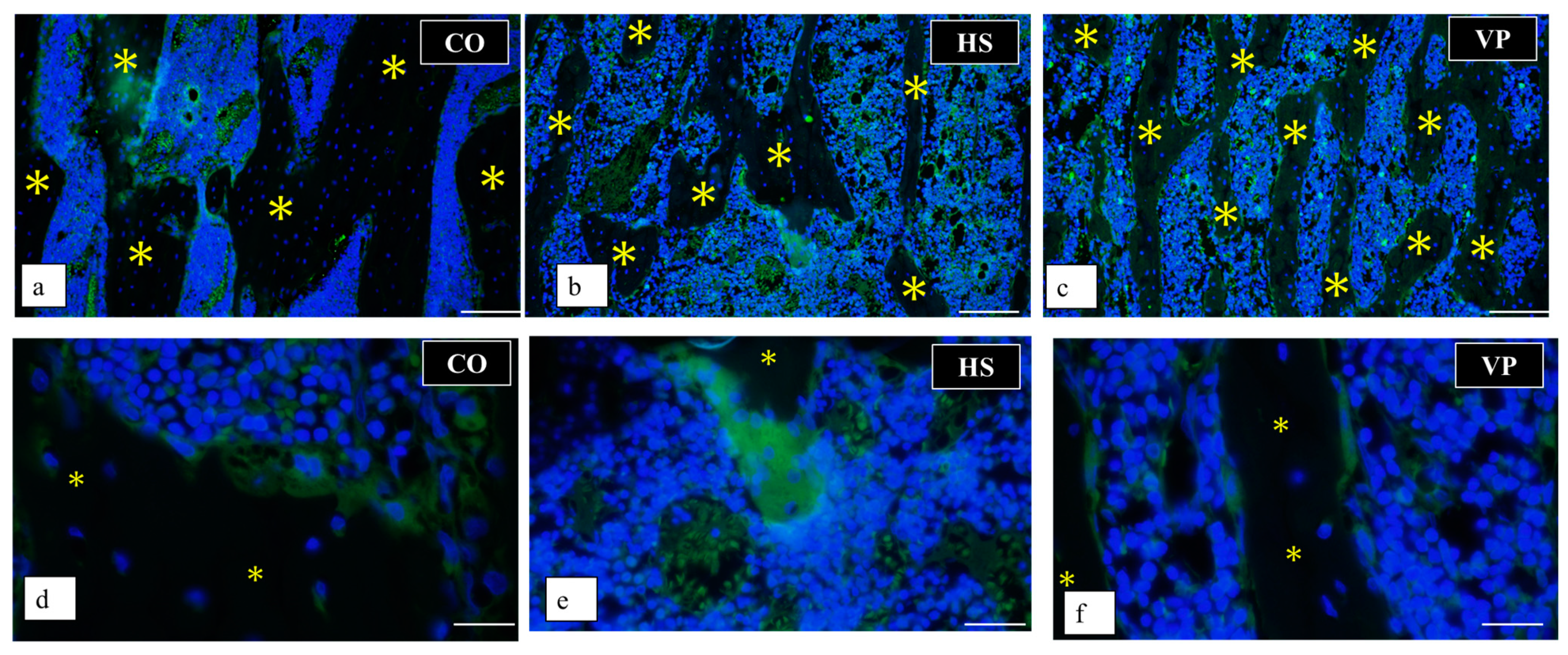 Anatomia 03 00023 g019