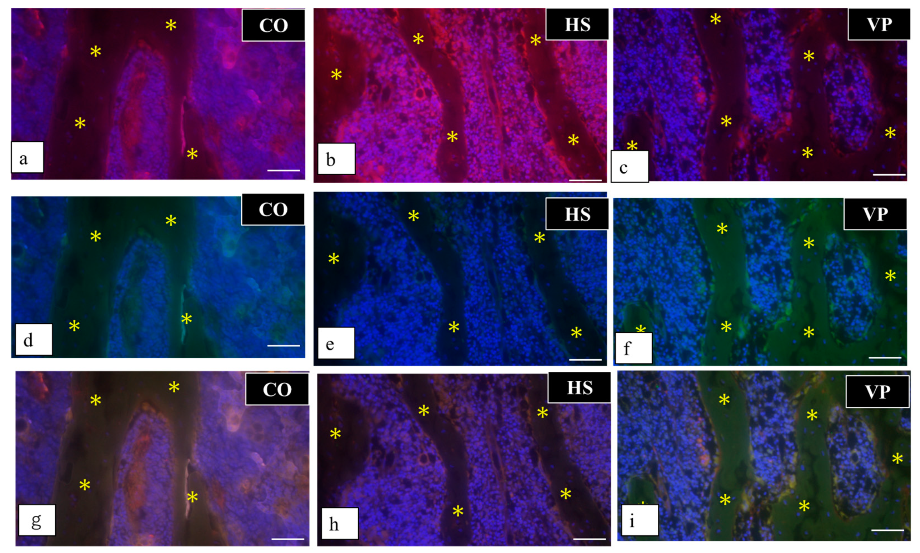 Anatomia 03 00023 g020