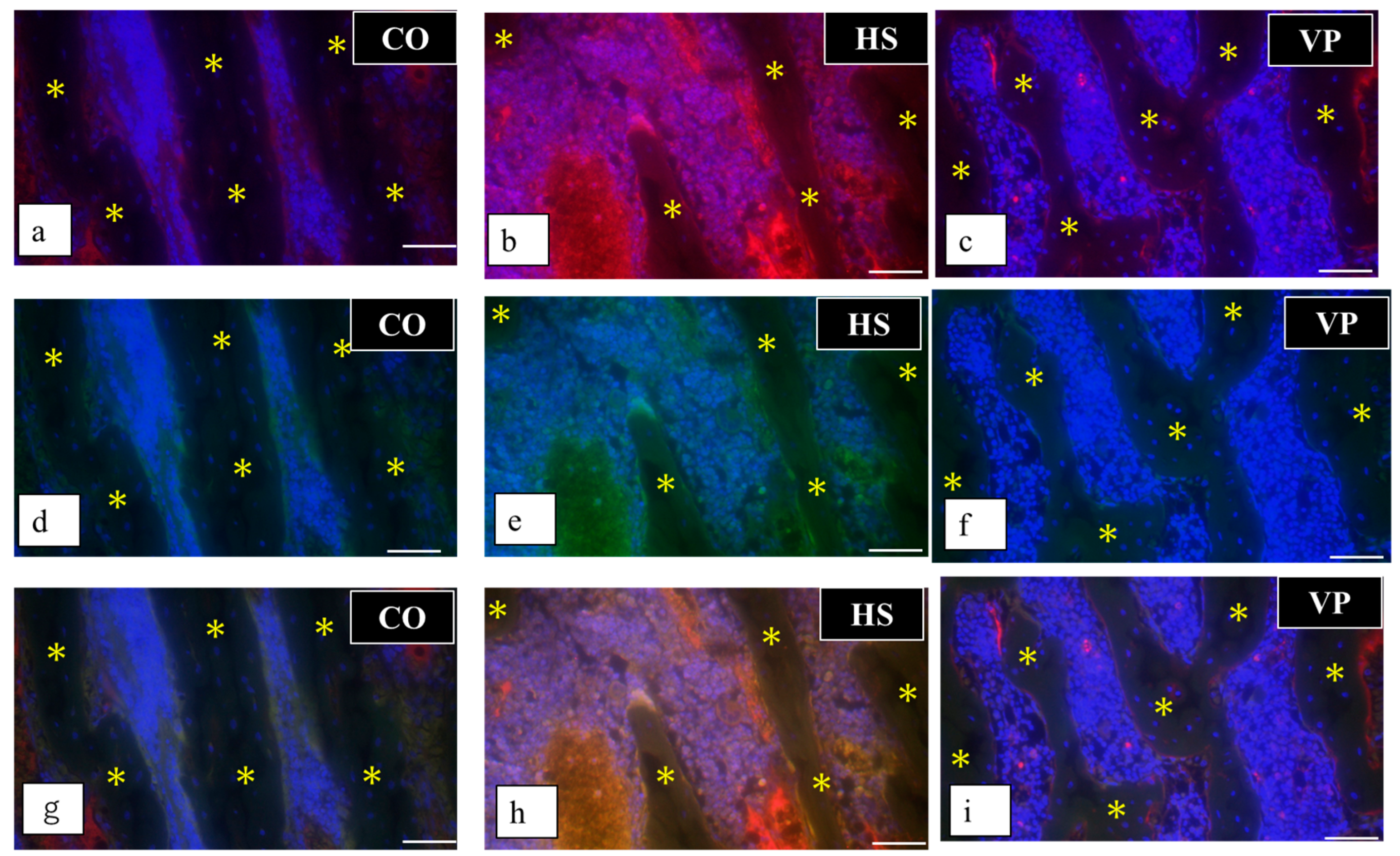 Anatomia 03 00023 g021