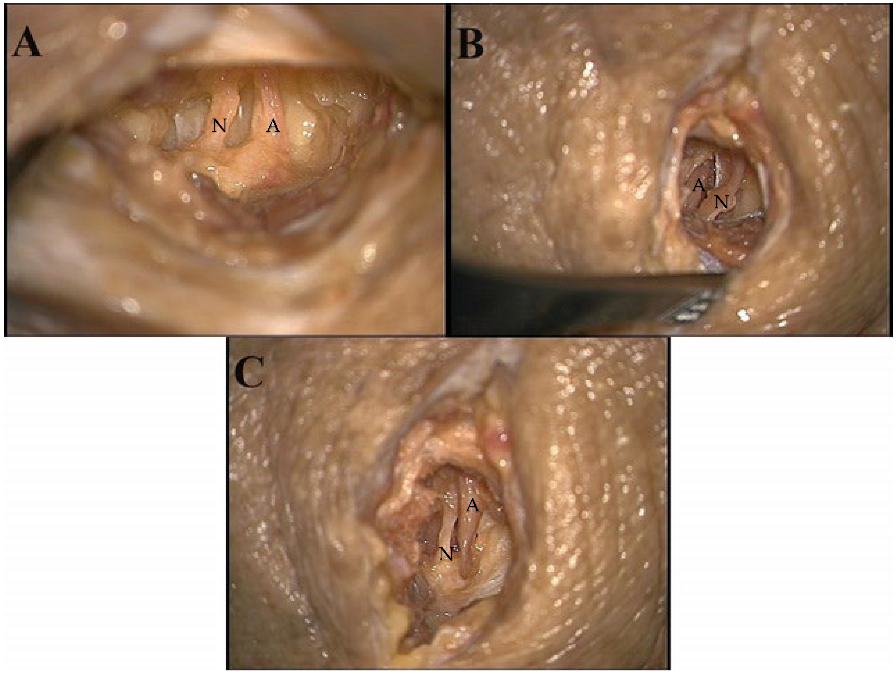 Anatomia 04 00001 g004