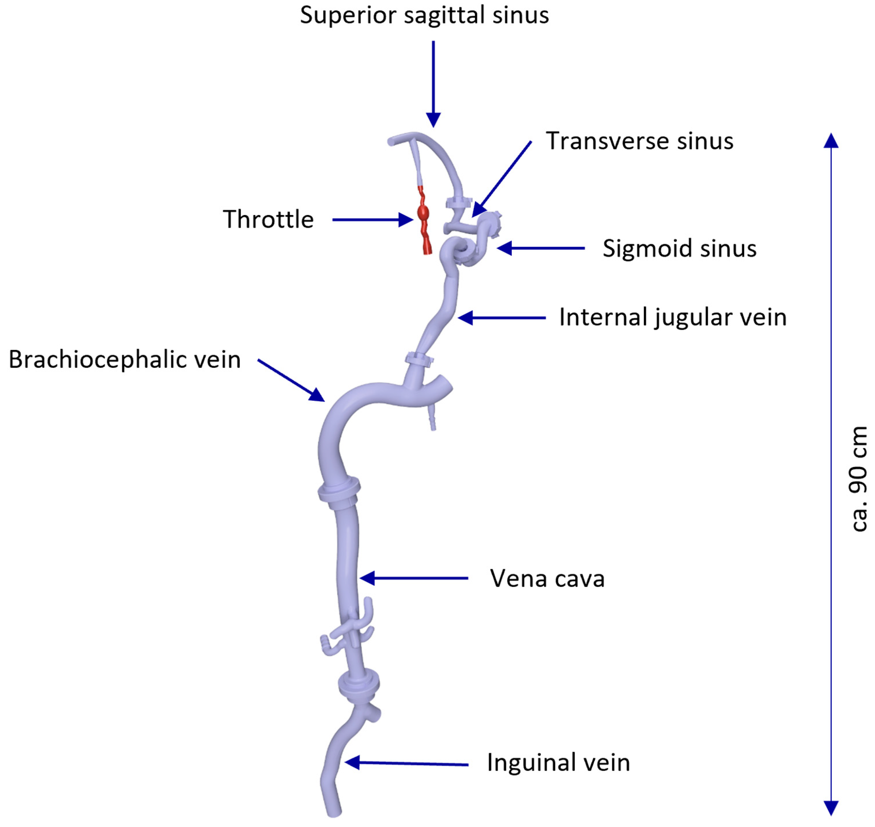 Anatomia 04 00002 g002