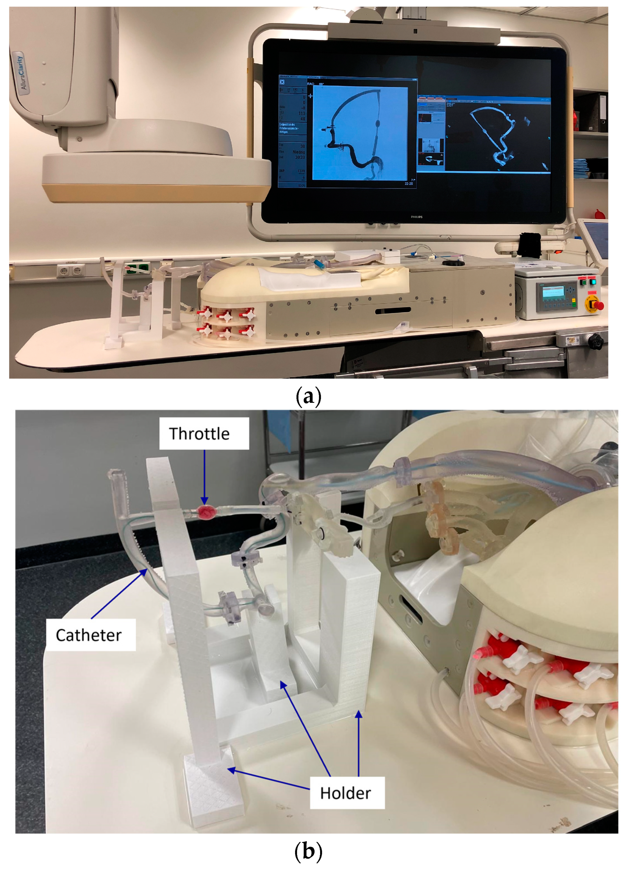 Anatomia 04 00002 g003