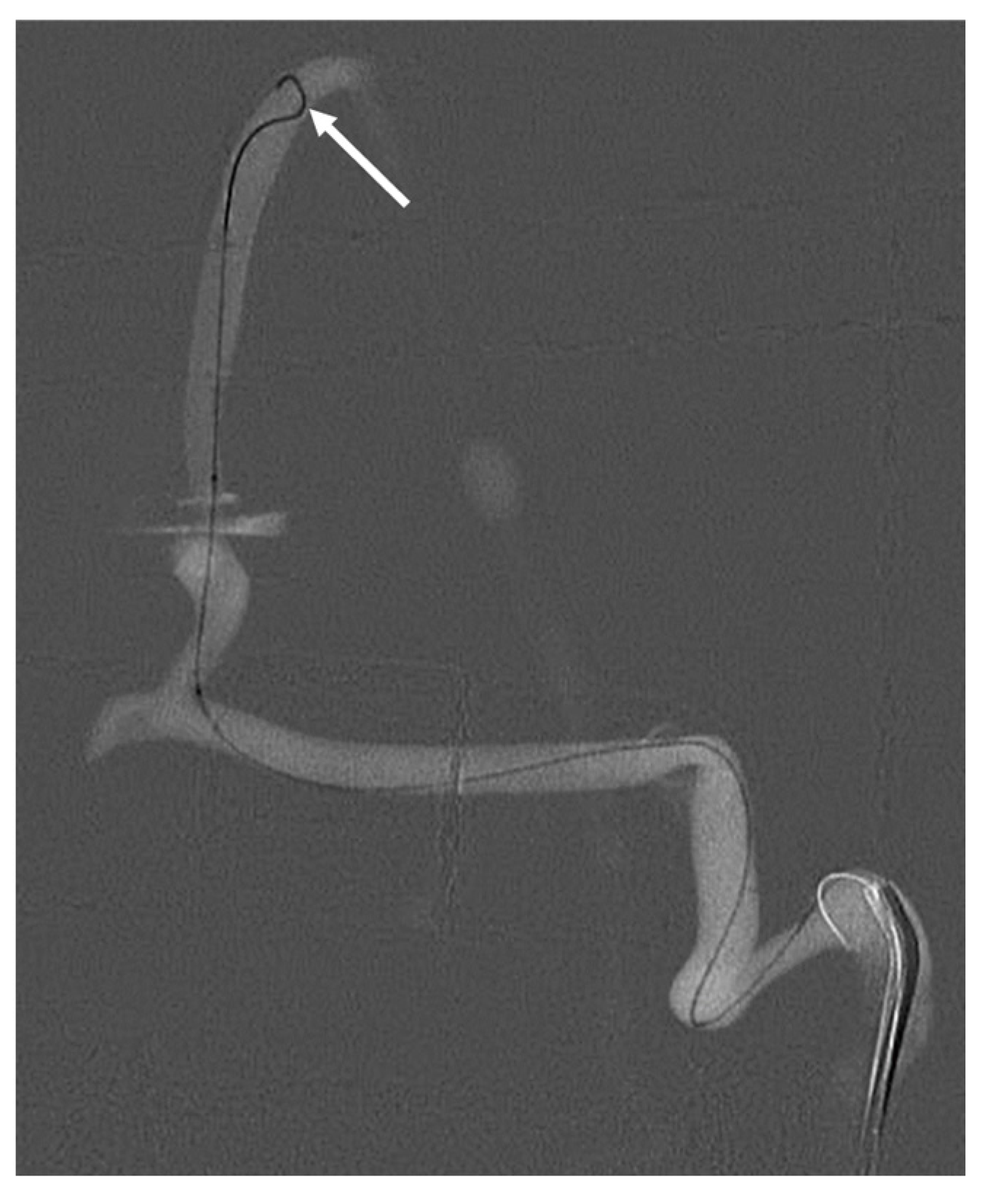 Anatomia 04 00002 g005