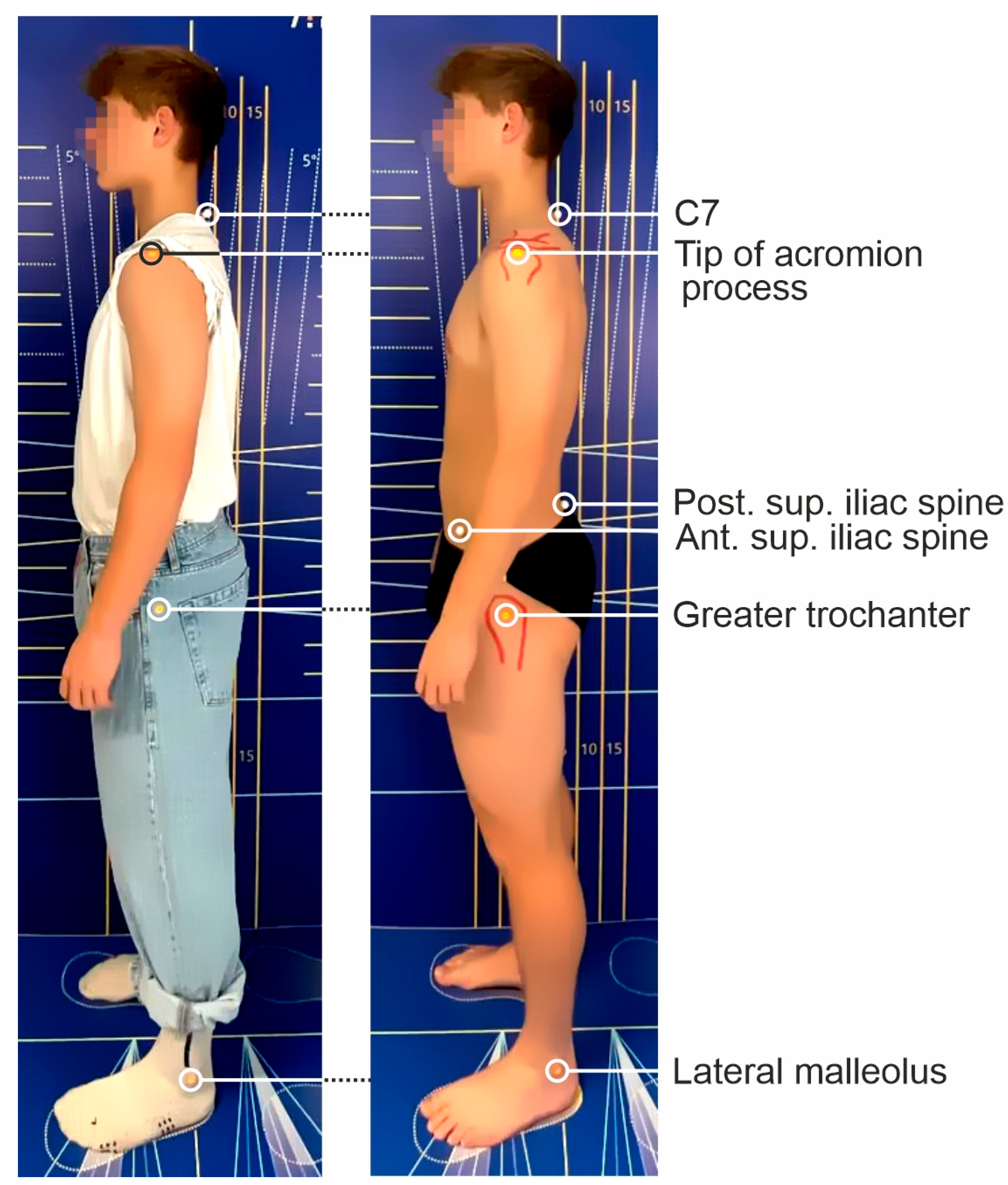 Anatomia 04 00005 g001