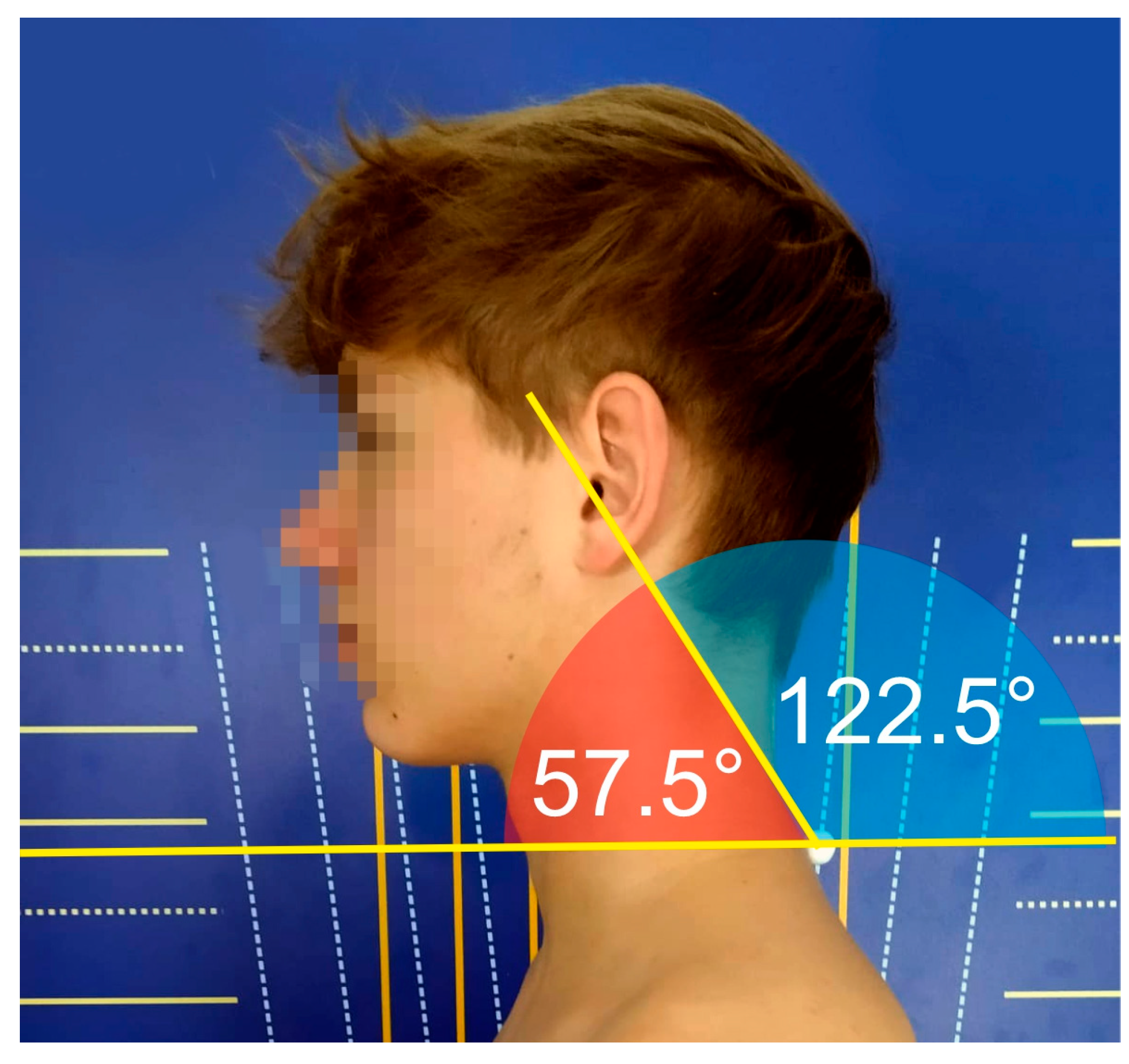 Anatomia 04 00005 g006