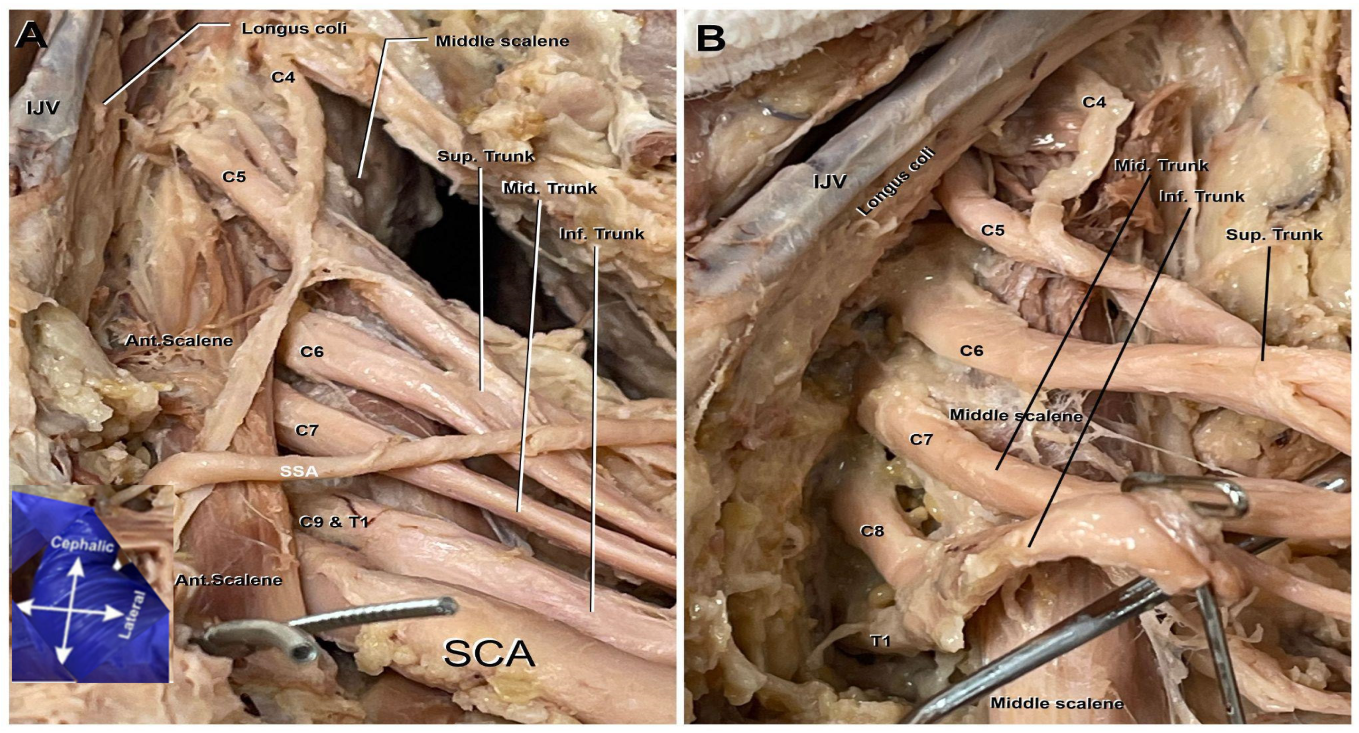 Anatomia 04 00007 g001