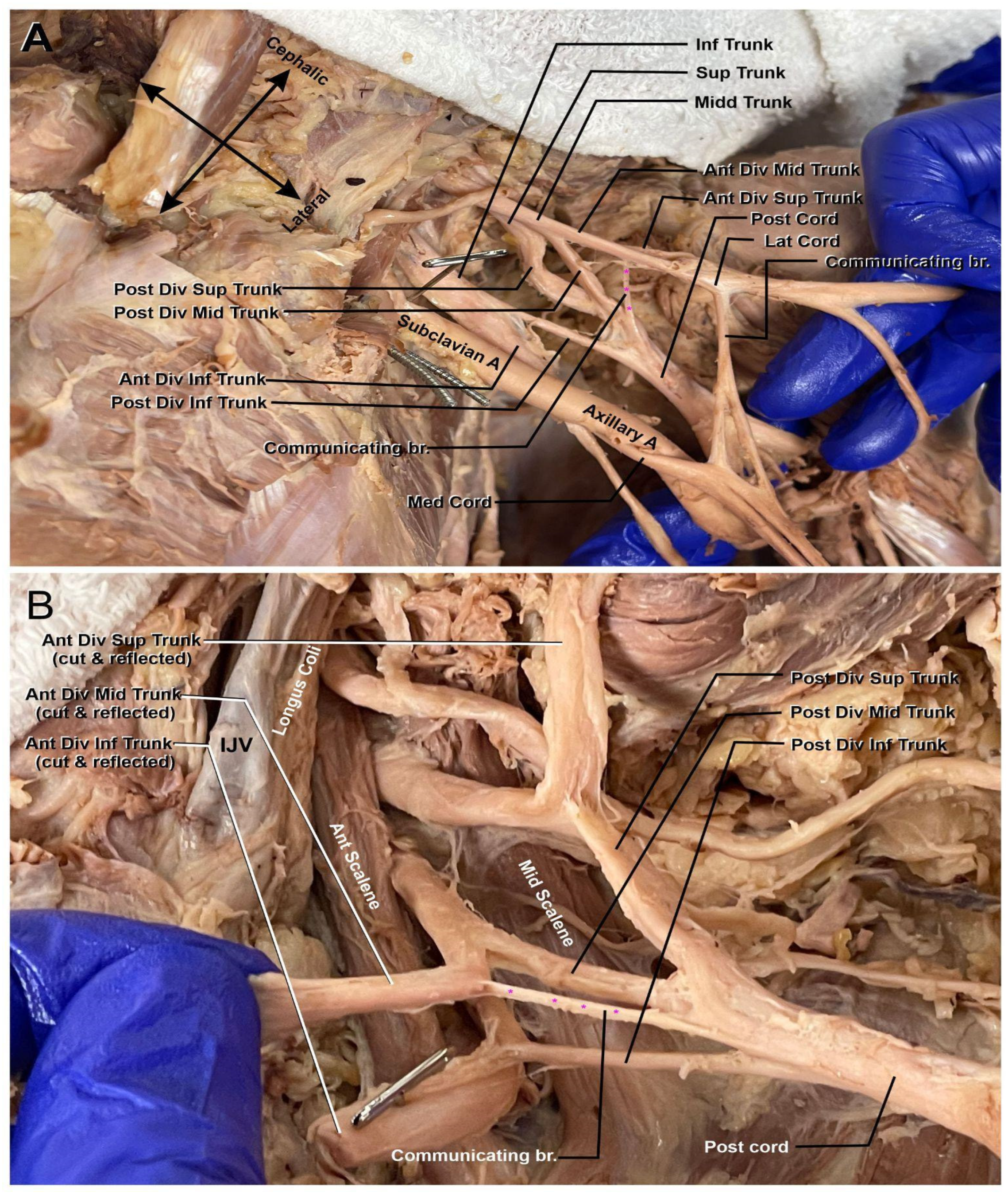 Anatomia 04 00007 g002