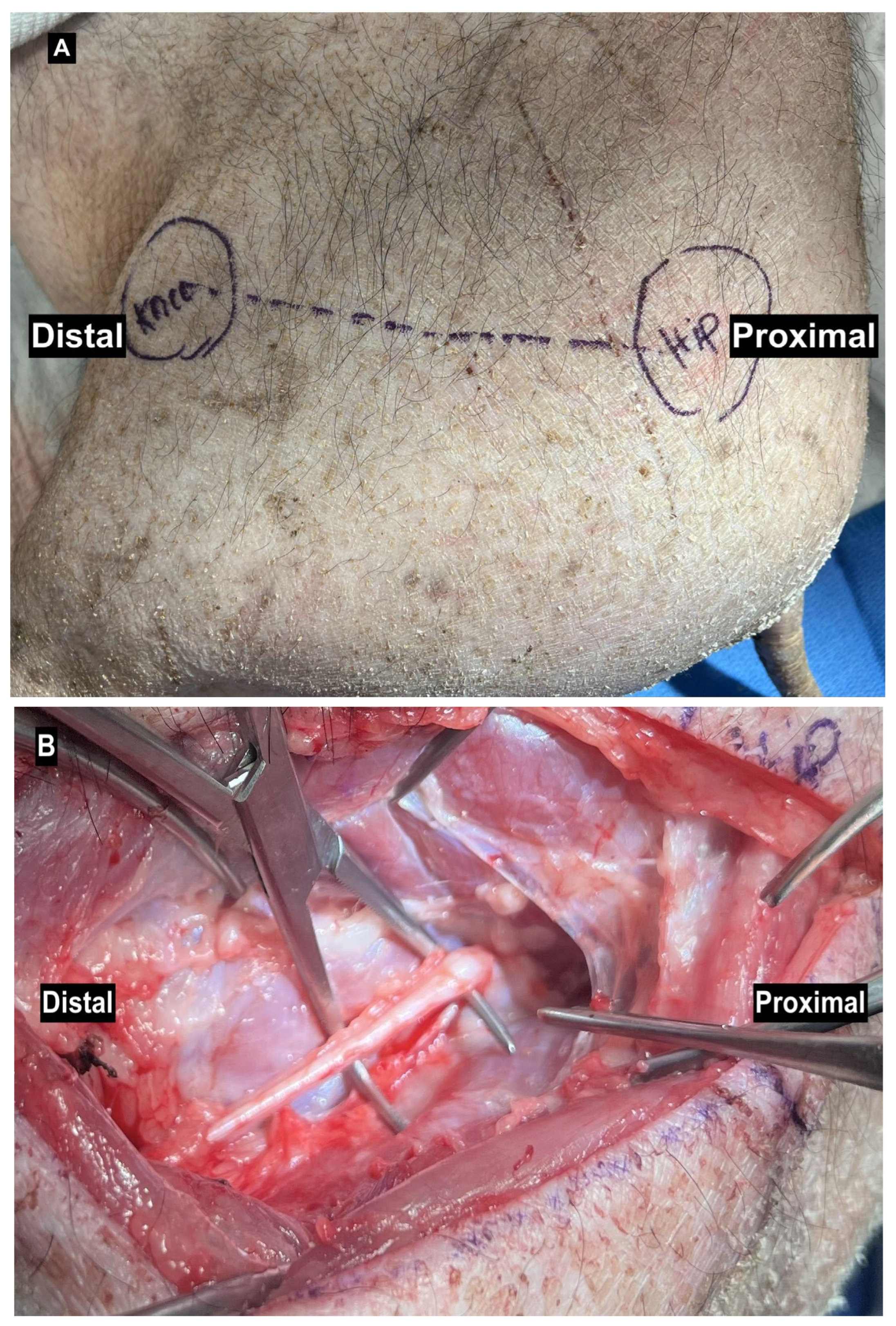 Anatomia 04 00008 g001 Anatomia 04 00008 g001