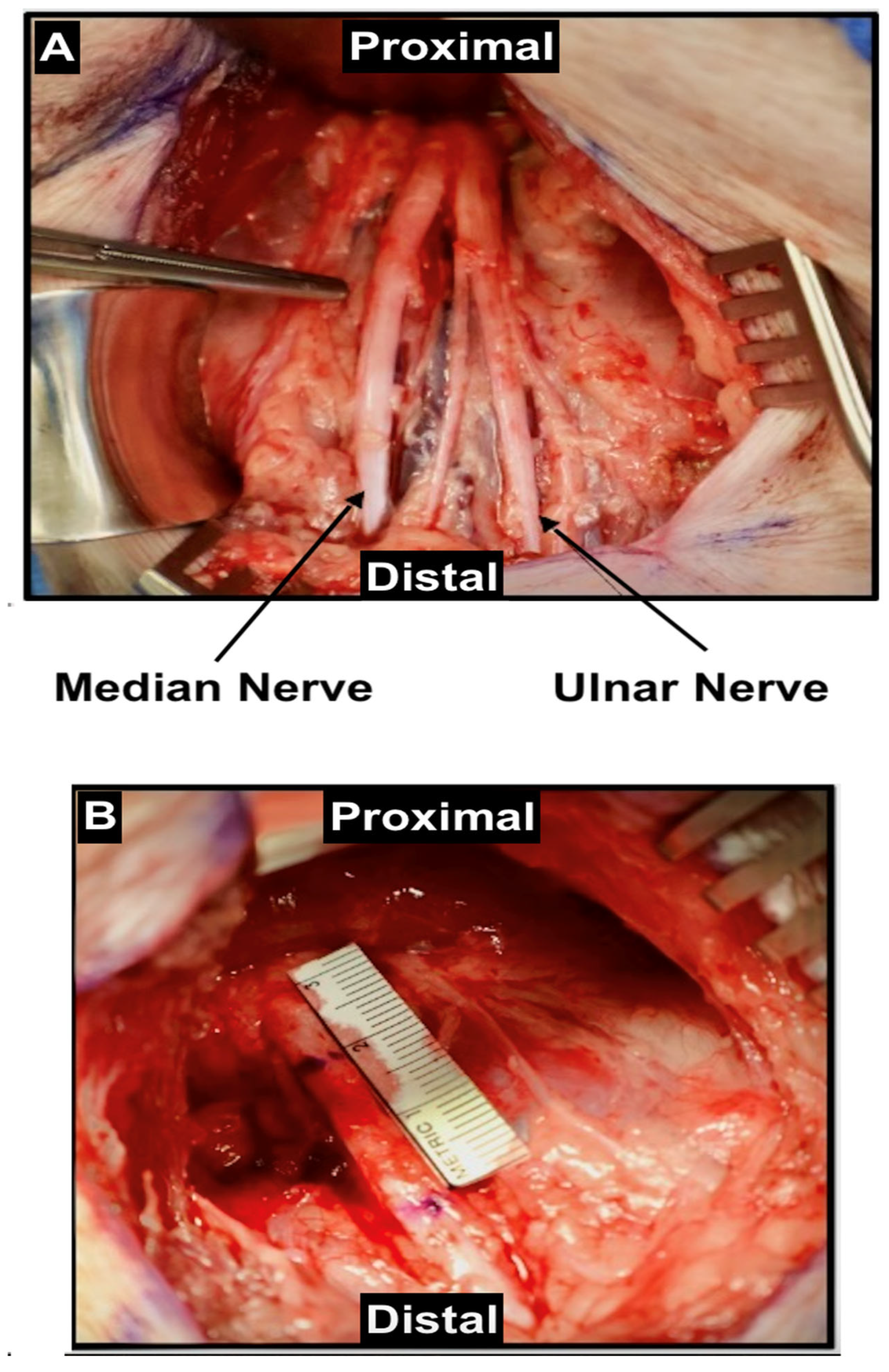 Anatomia 04 00008 g002 Anatomia 04 00008 g002