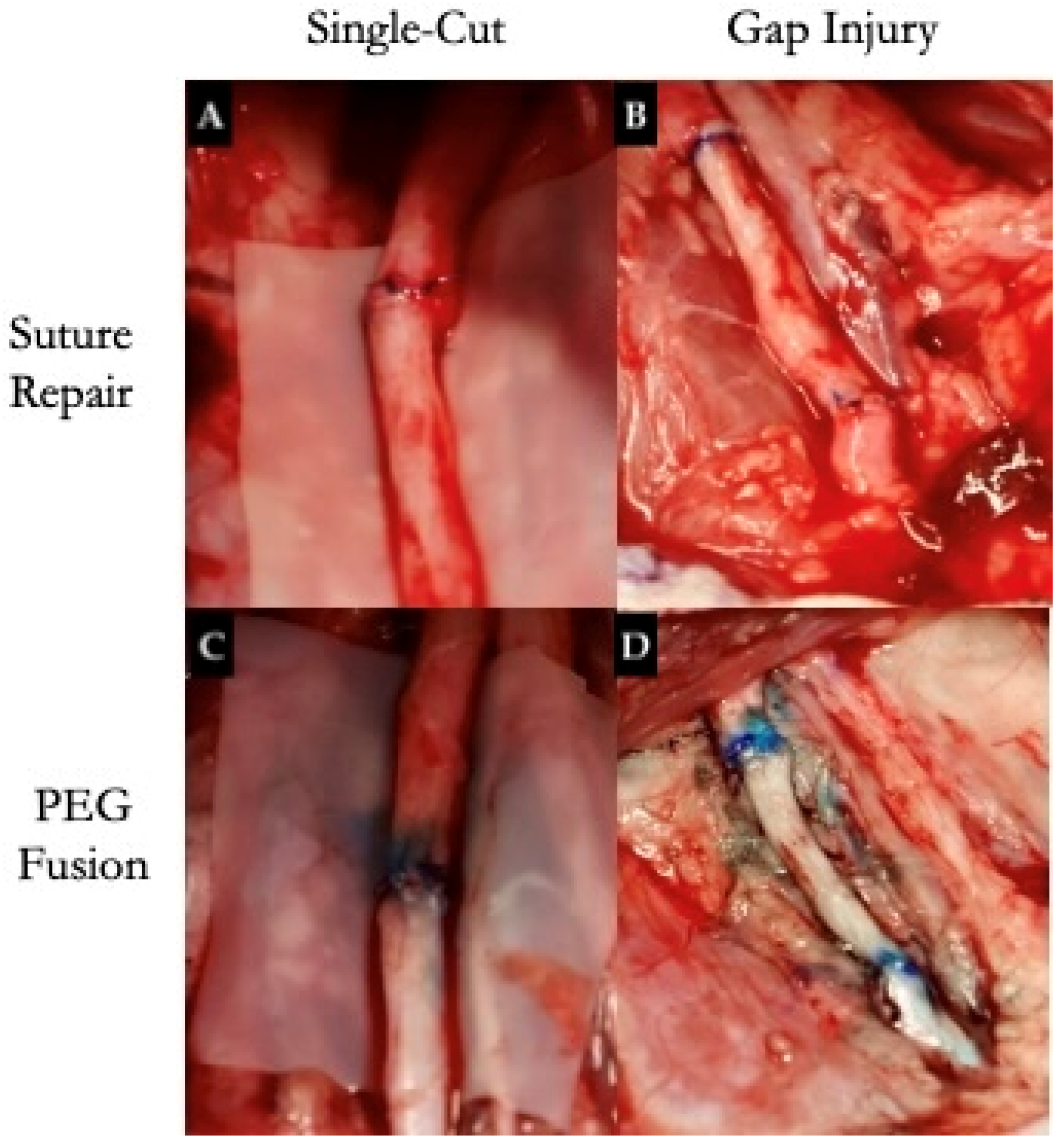 Anatomia 04 00008 g003 Anatomia 04 00008 g003