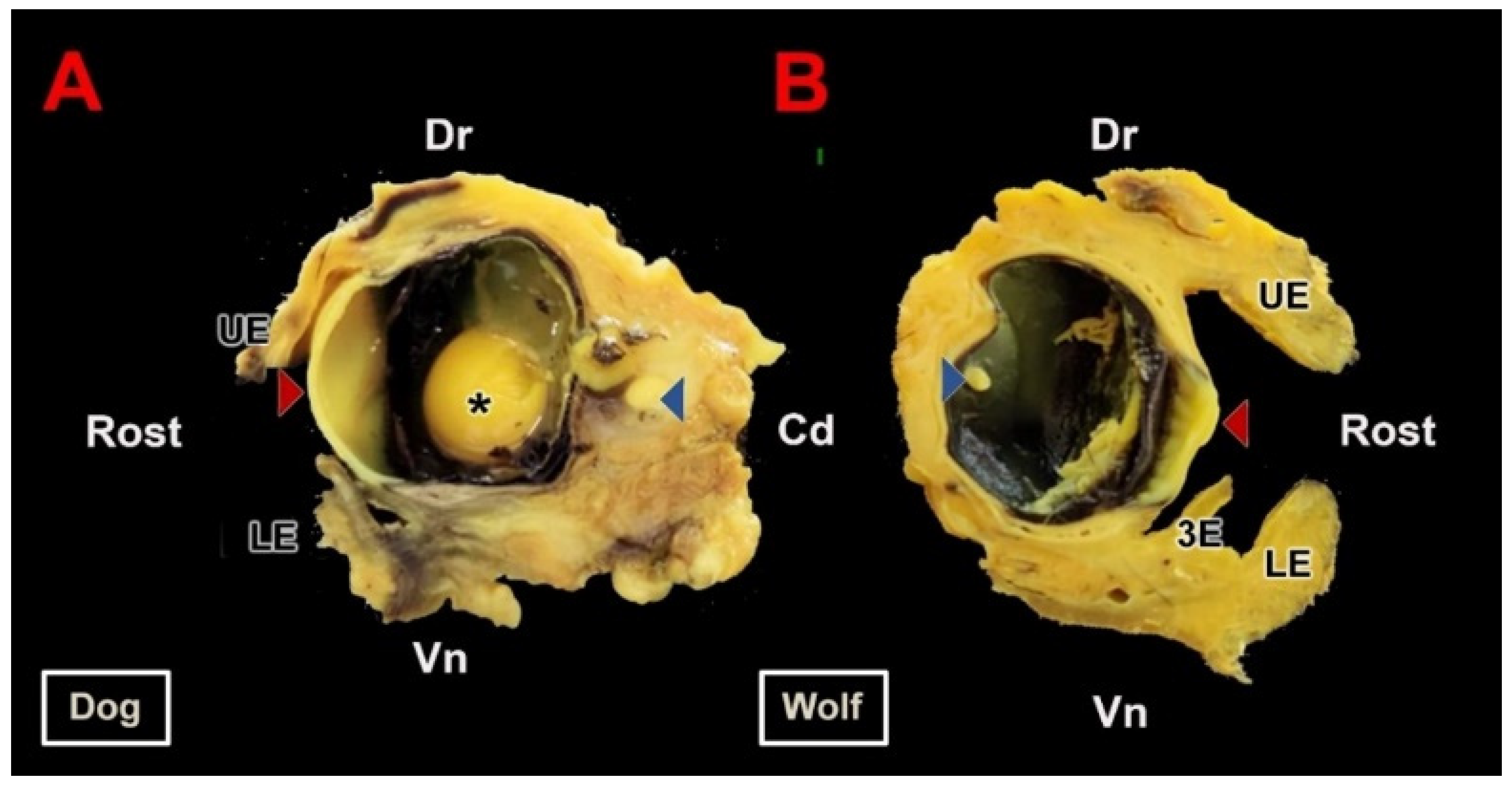 Anatomia 04 00010 g002