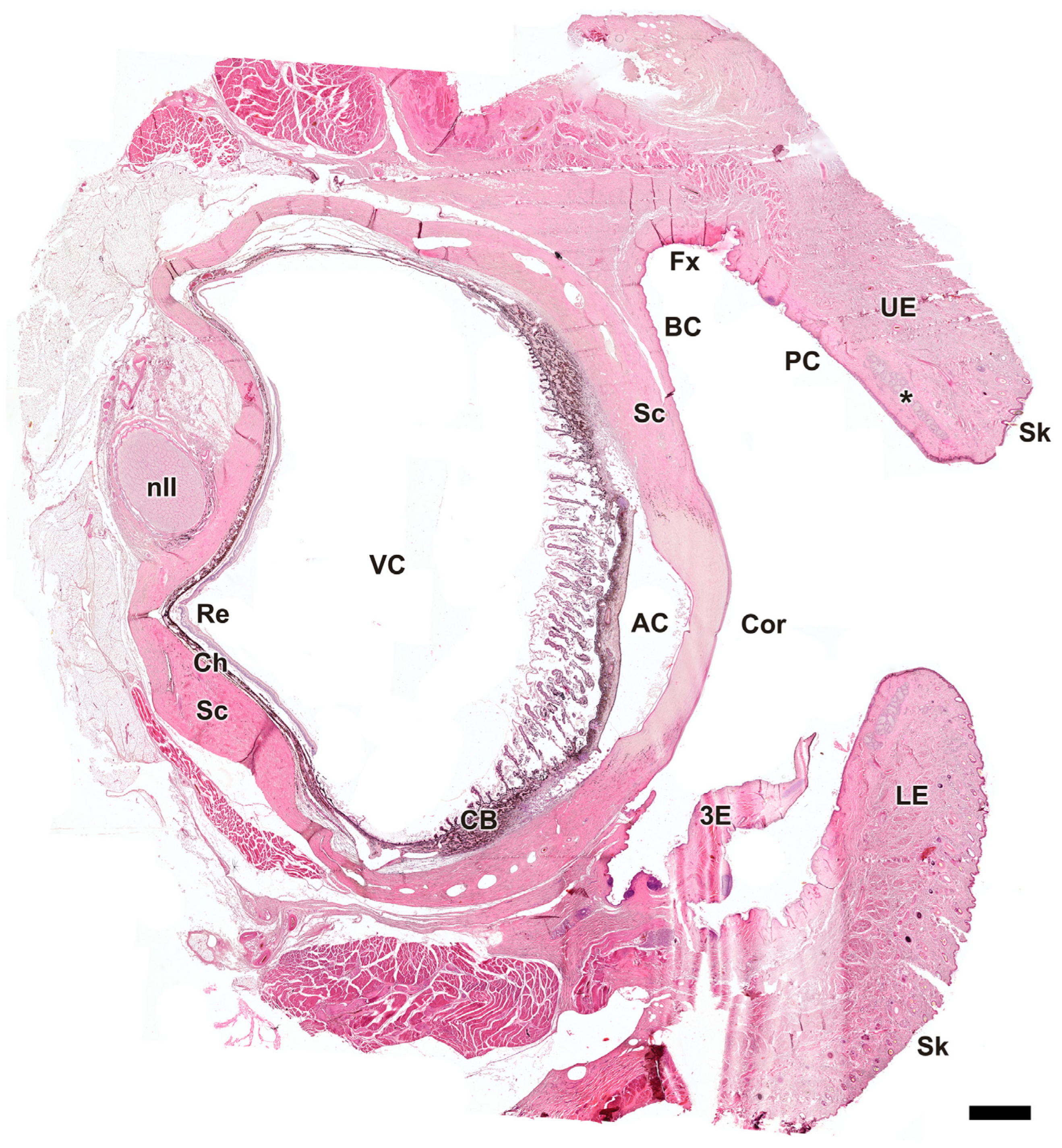 Anatomia 04 00010 g003