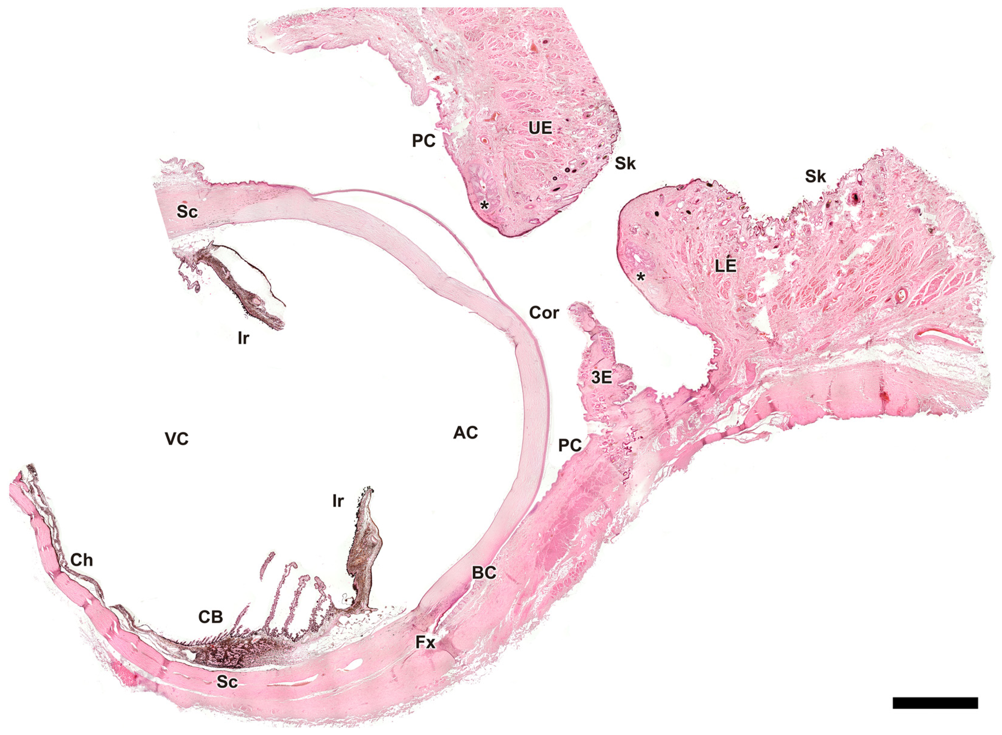 Anatomia 04 00010 g004