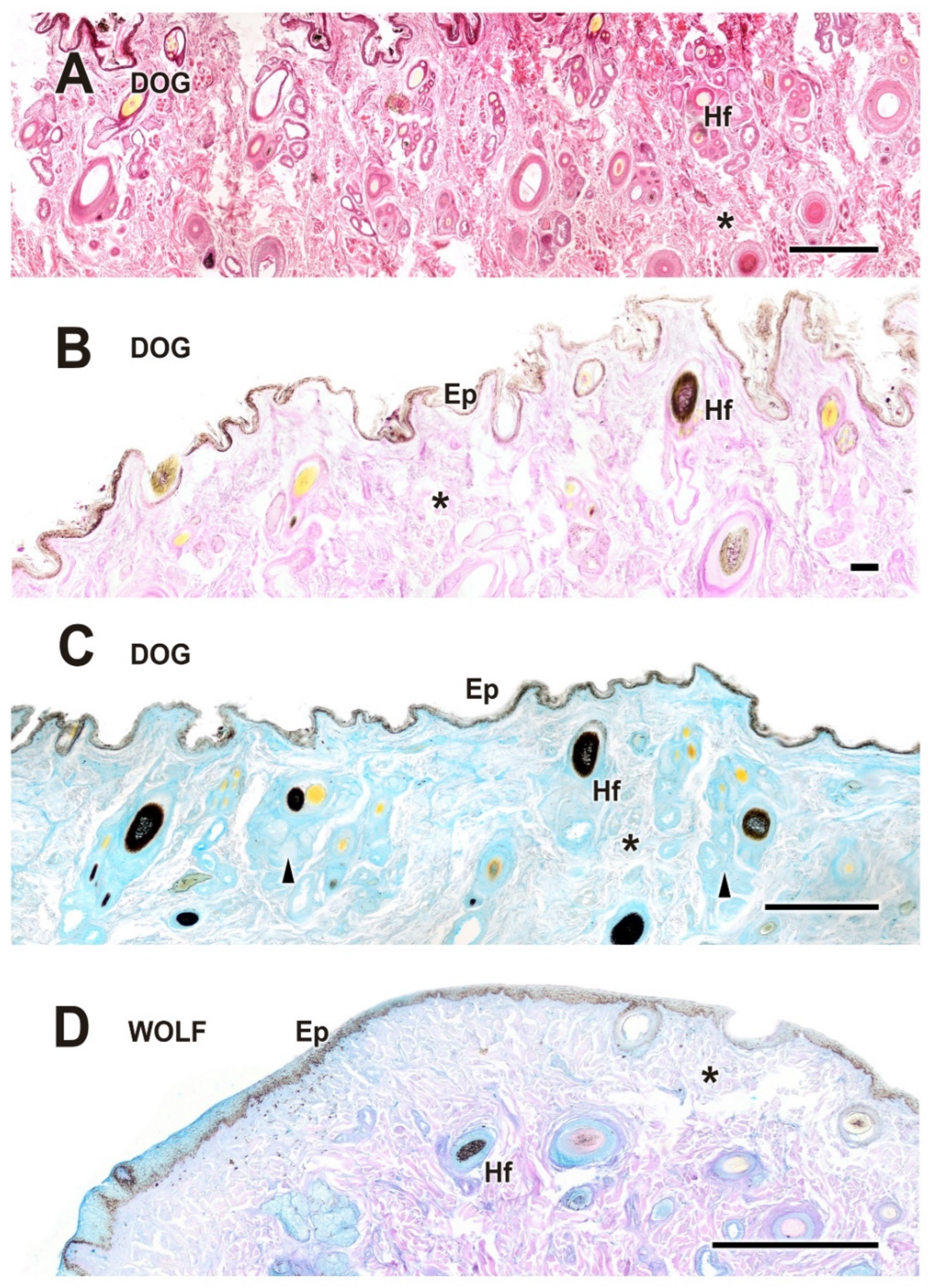 Anatomia 04 00010 g005