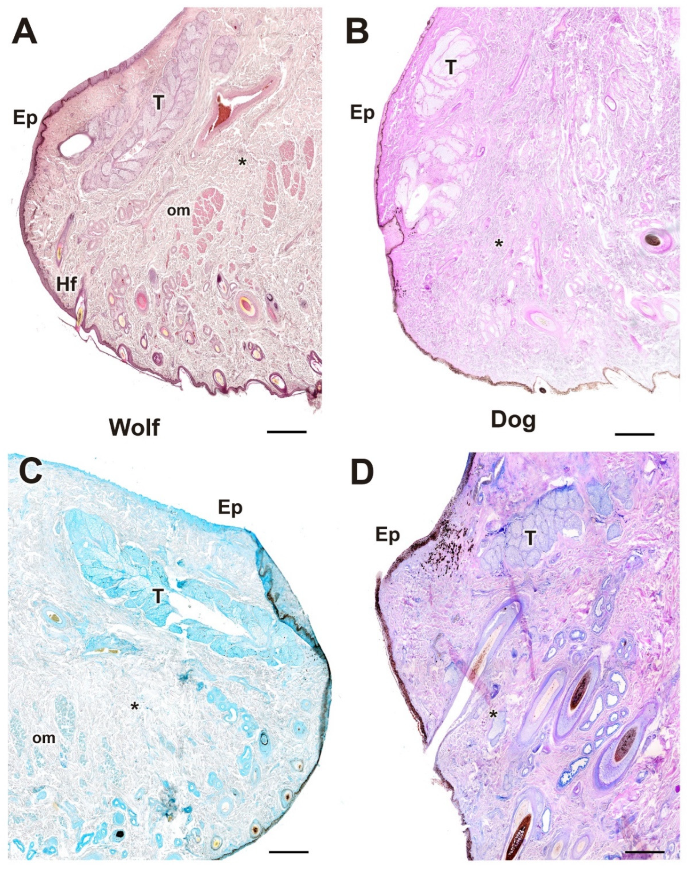 Anatomia 04 00010 g008