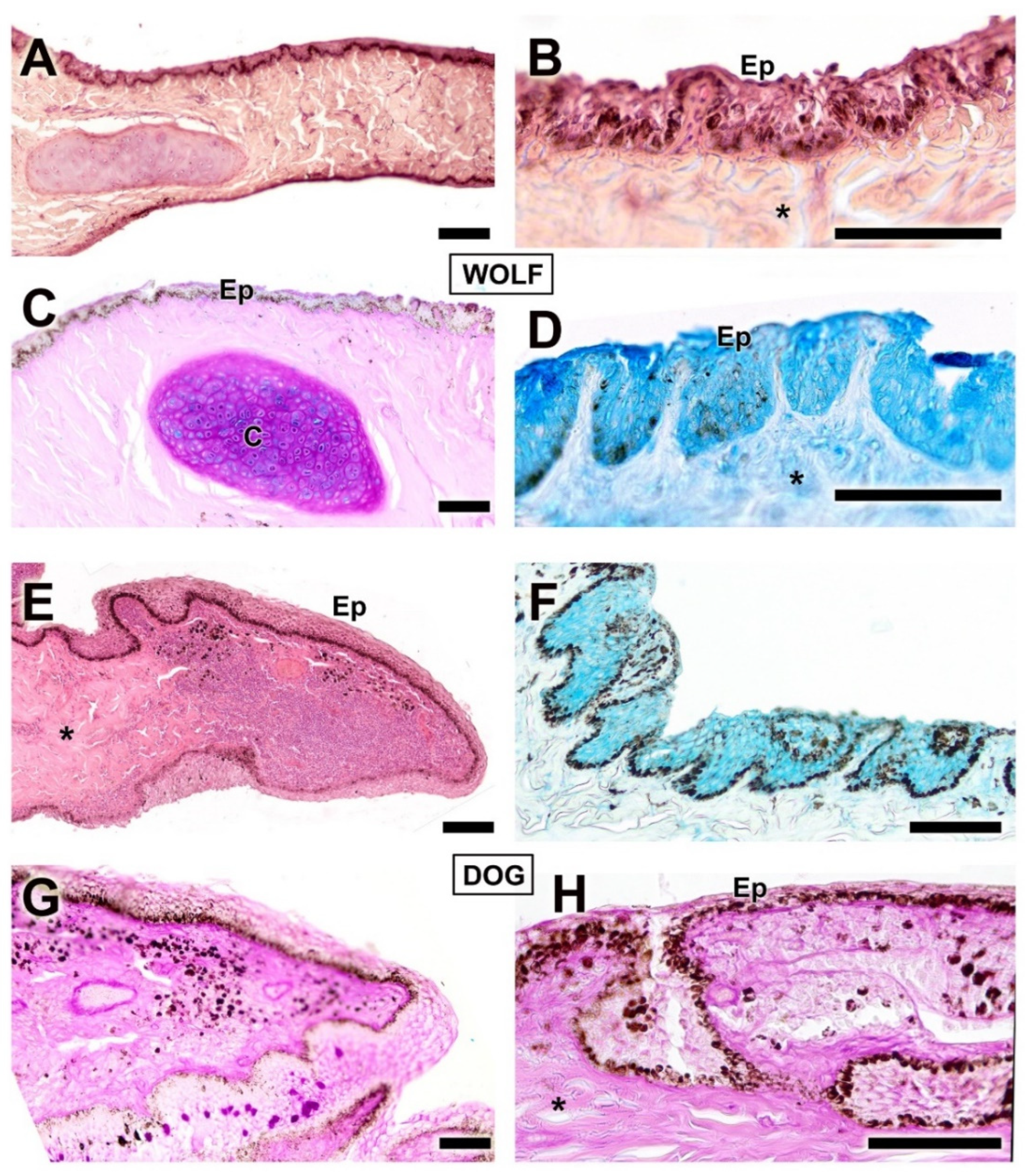 Anatomia 04 00010 g010