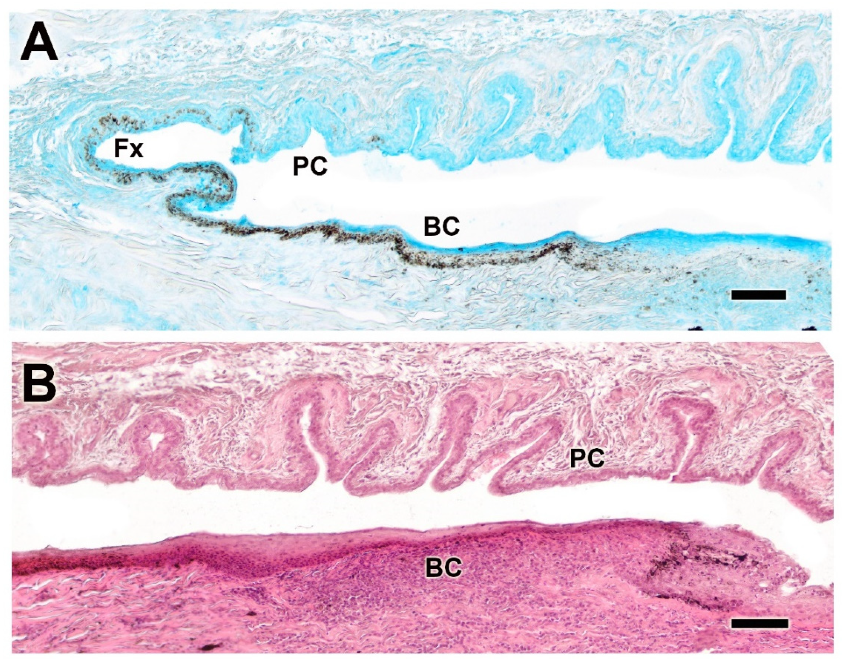 Anatomia 04 00010 g012