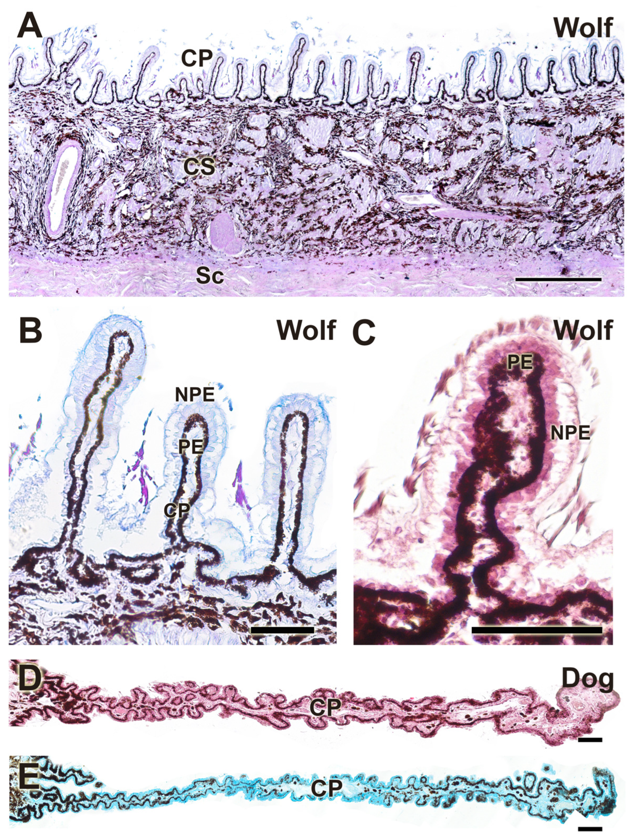 Anatomia 04 00010 g016