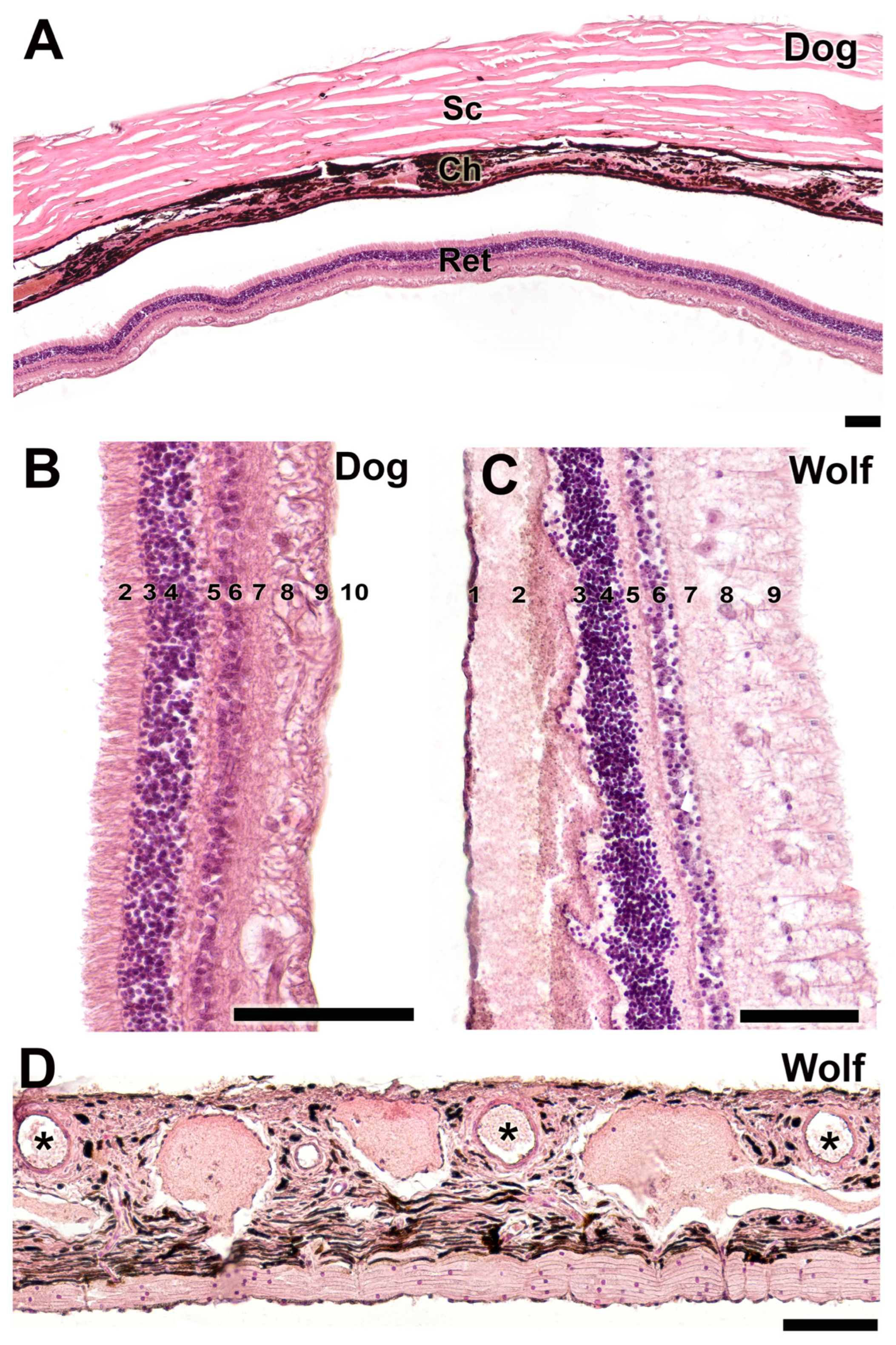 Anatomia 04 00010 g017