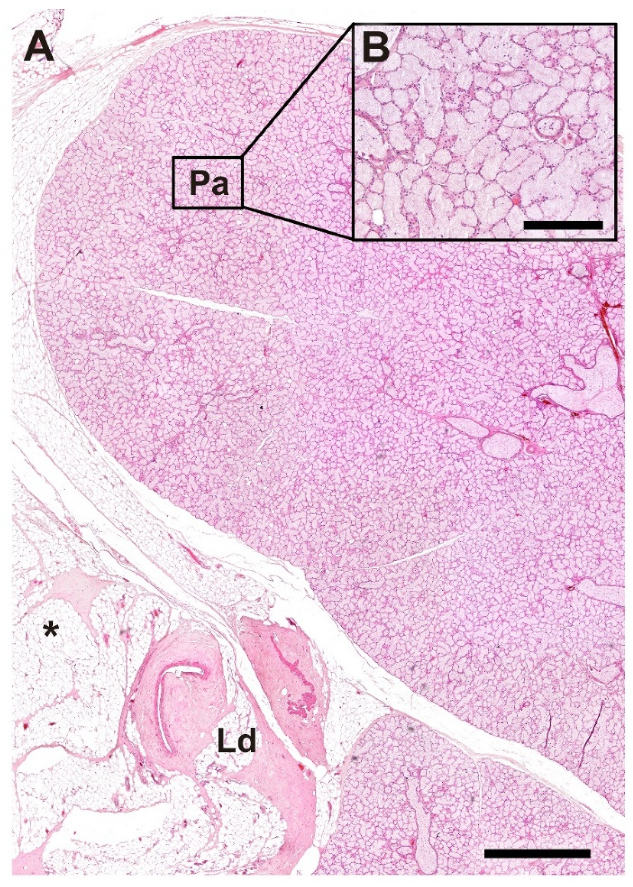 Anatomia 04 00010 g018