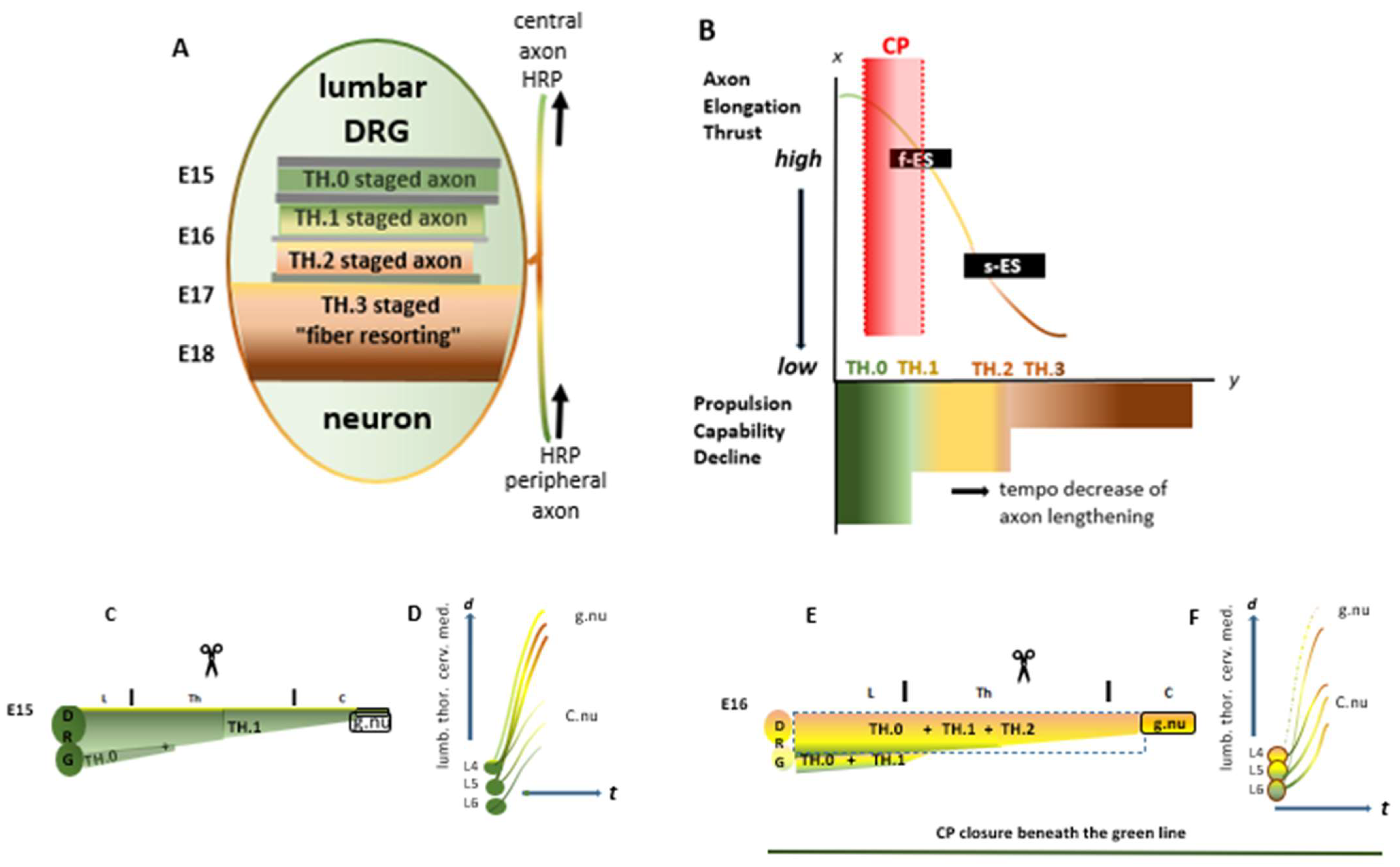 Anatomia 04 00012 g001
