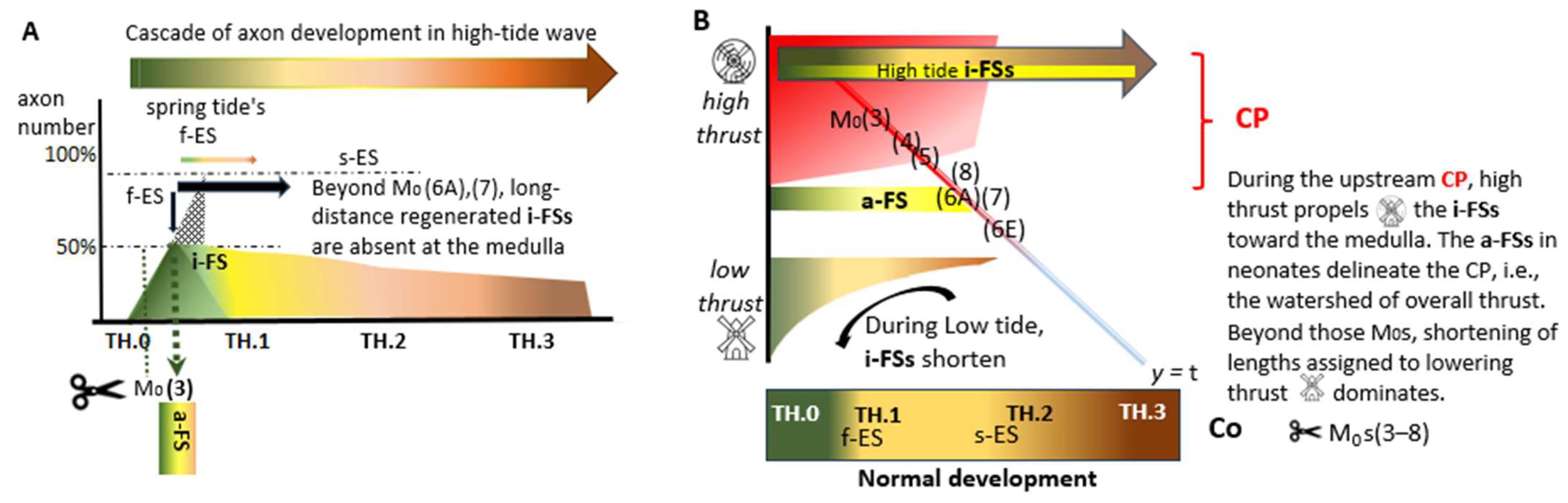 Anatomia 04 00012 g002