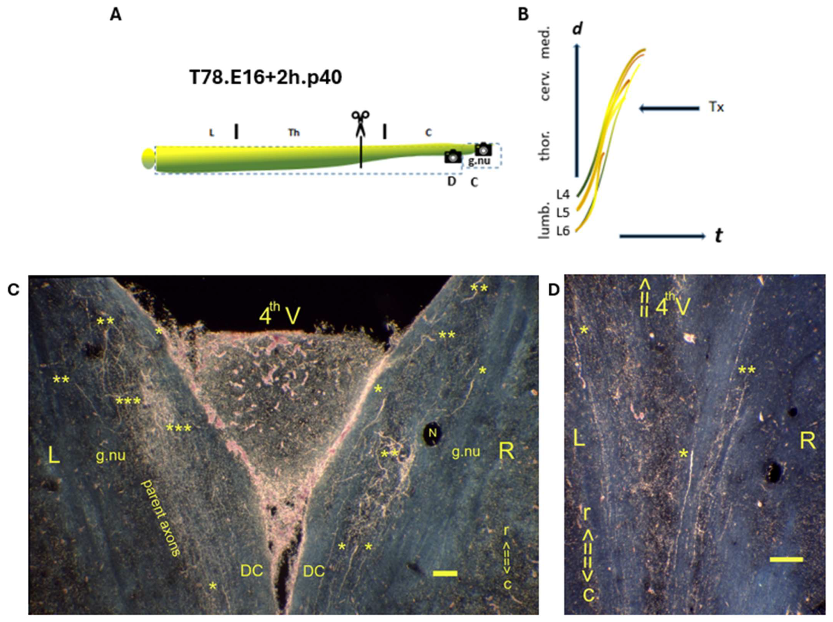 Anatomia 04 00012 g003